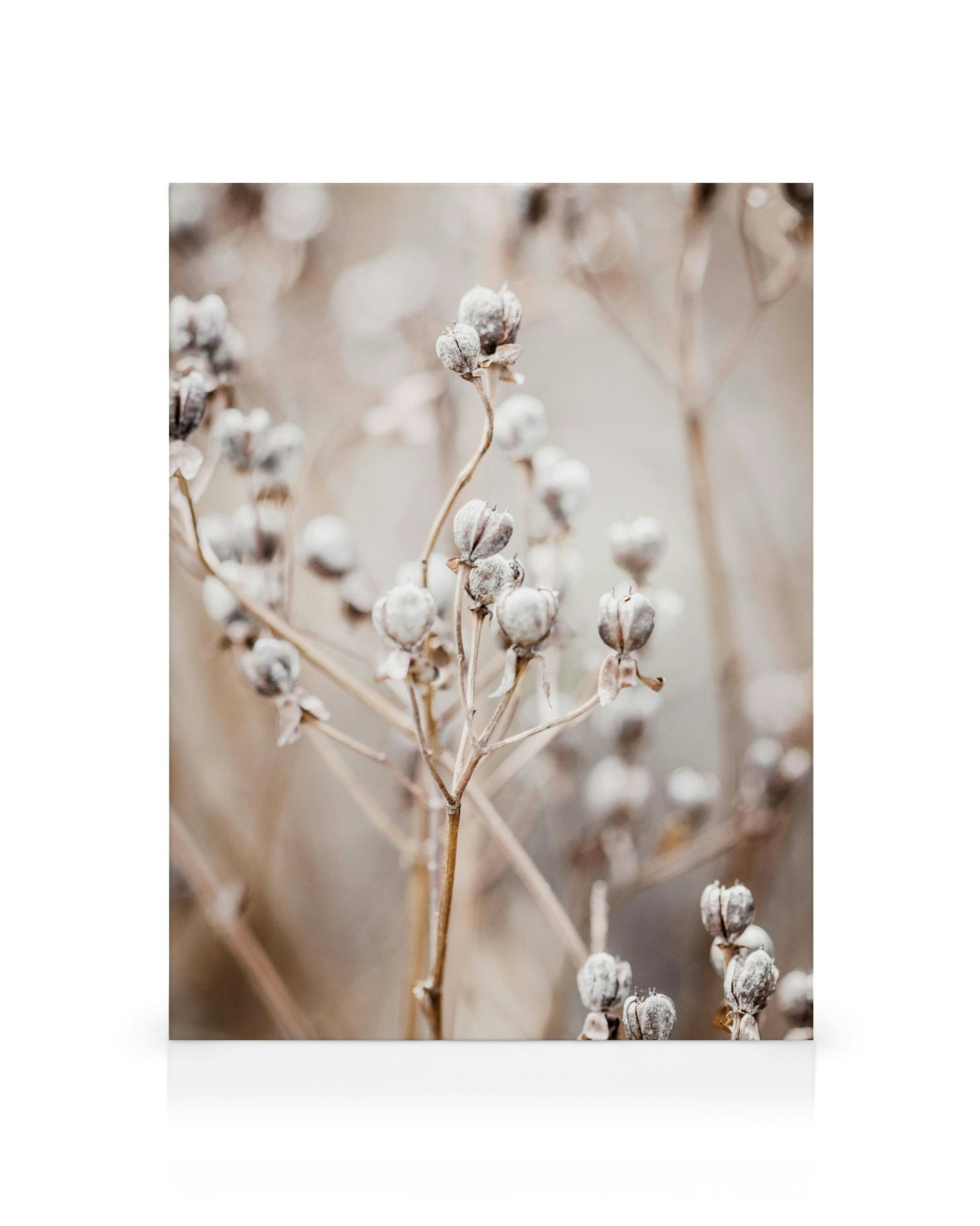 A delicate close-up canvas of dried seed pods on thin stems in soft, muted tones.