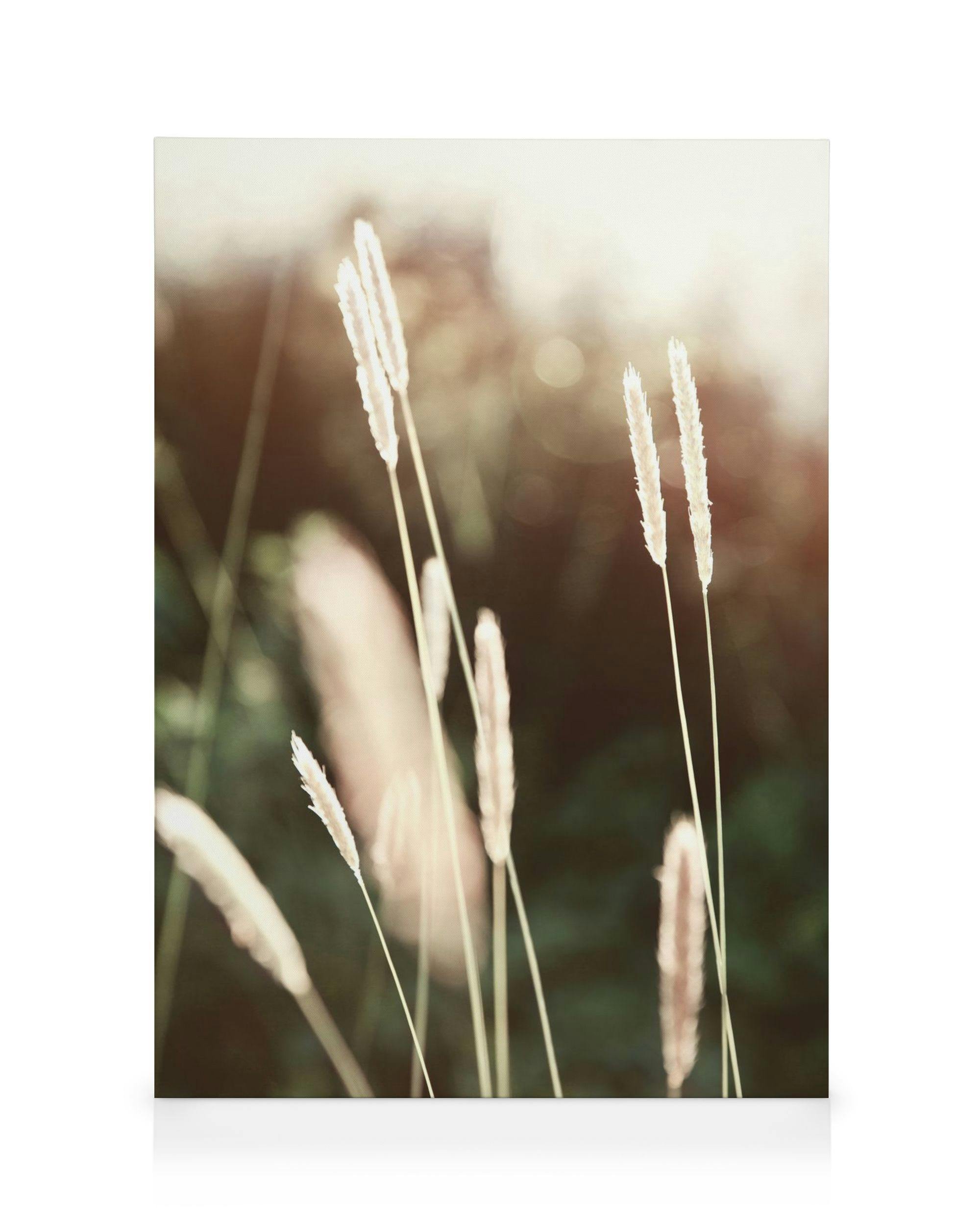 Avond Zomer Veld Canvas (30x40 cm - Fotolijst Eiken) - Poster Store
