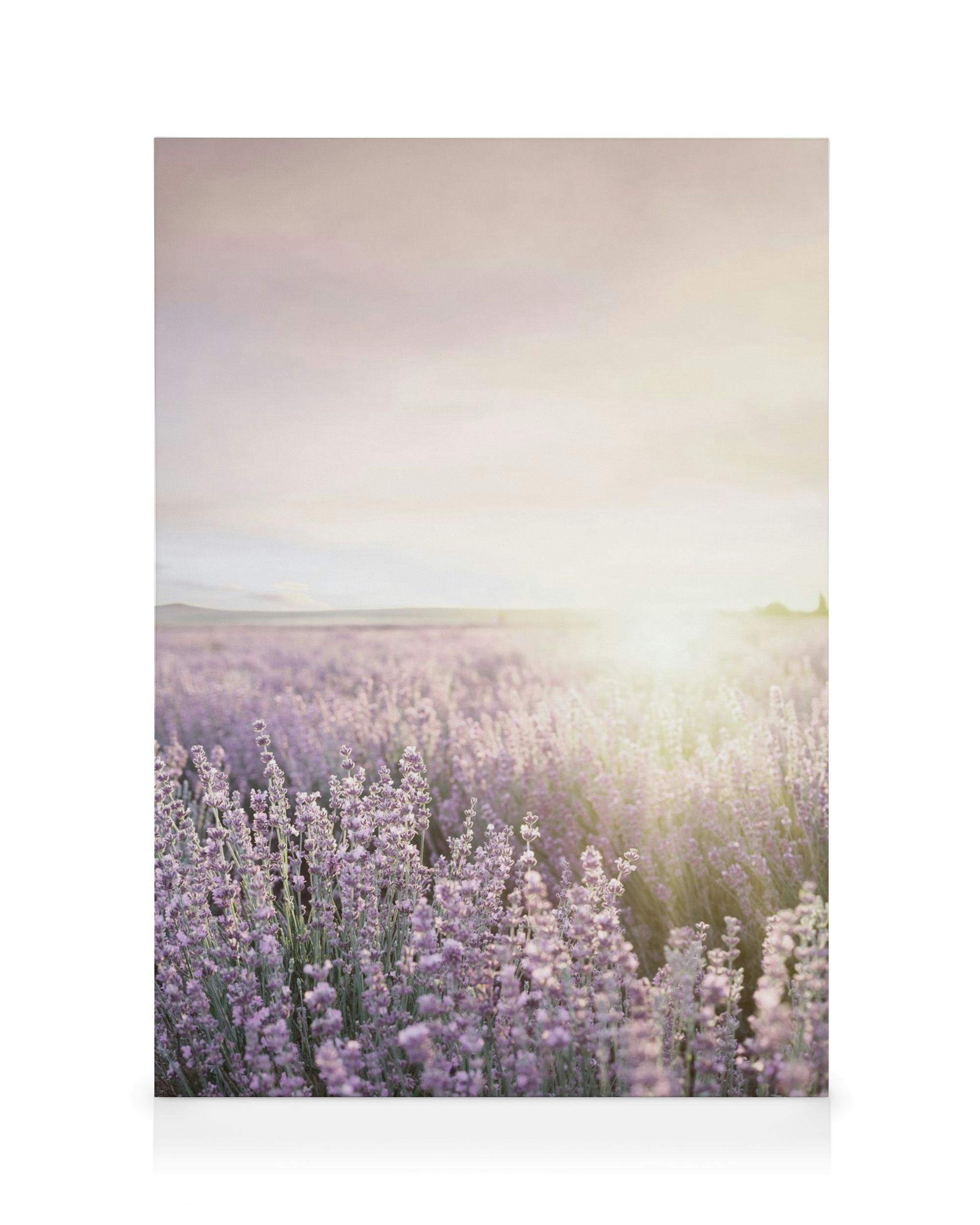 Canvas Prints - Lavender Field Canvas print (30x40 cm - Black Frame) - Poster Store