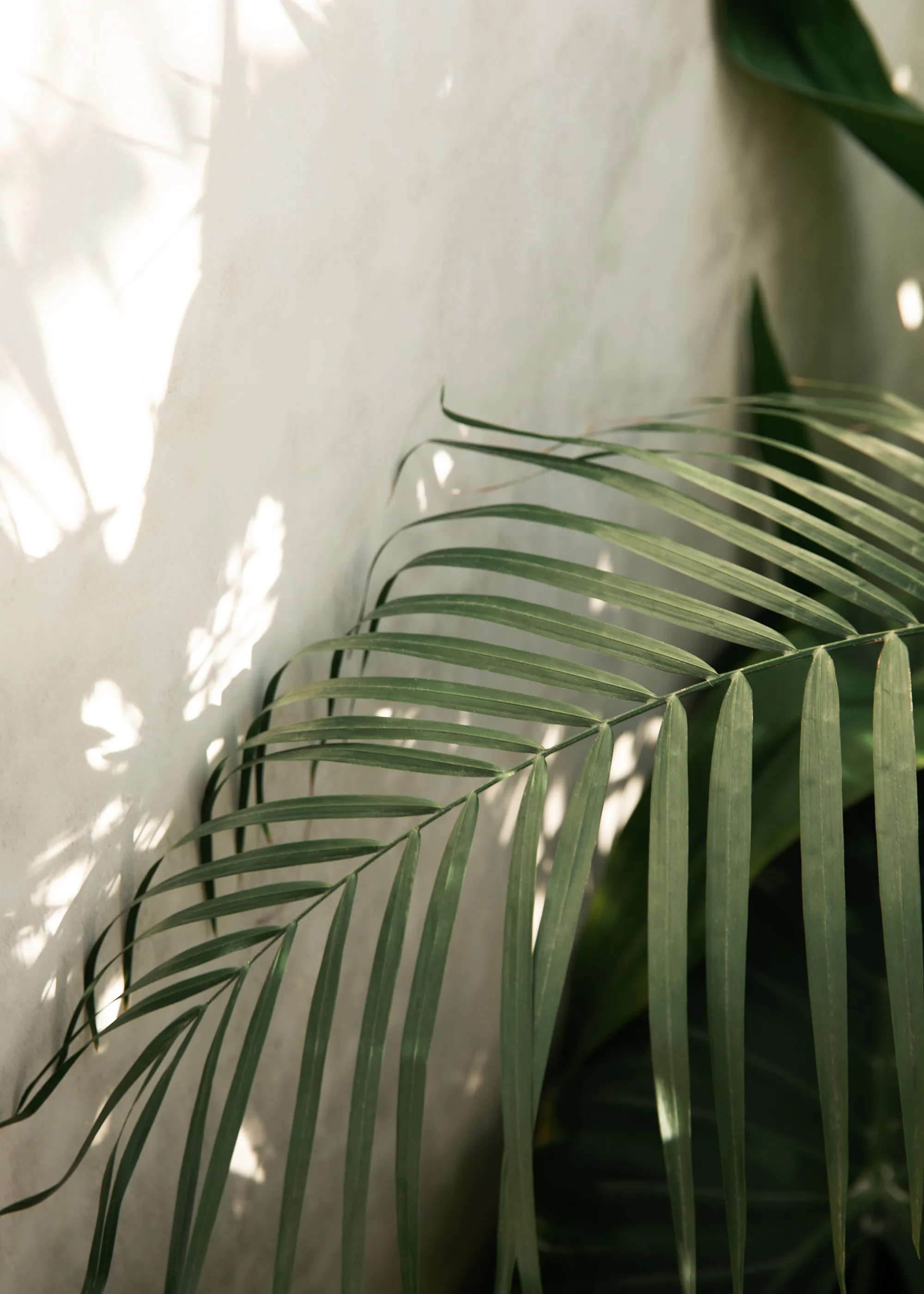 Tropical Palm Leaf Poster 0