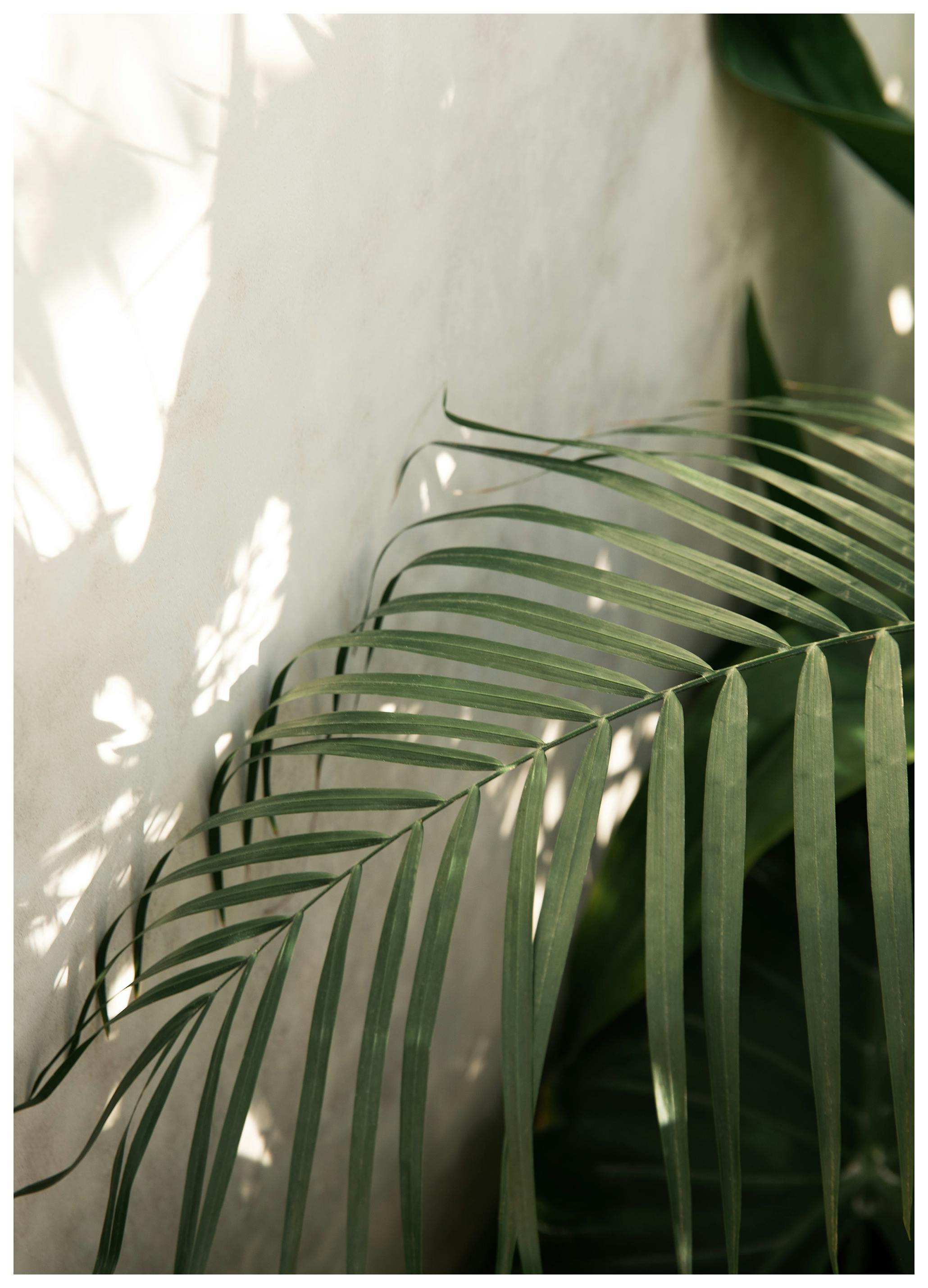 Tropical Palm Leaf Poster (70x100 cm) - Poster Store