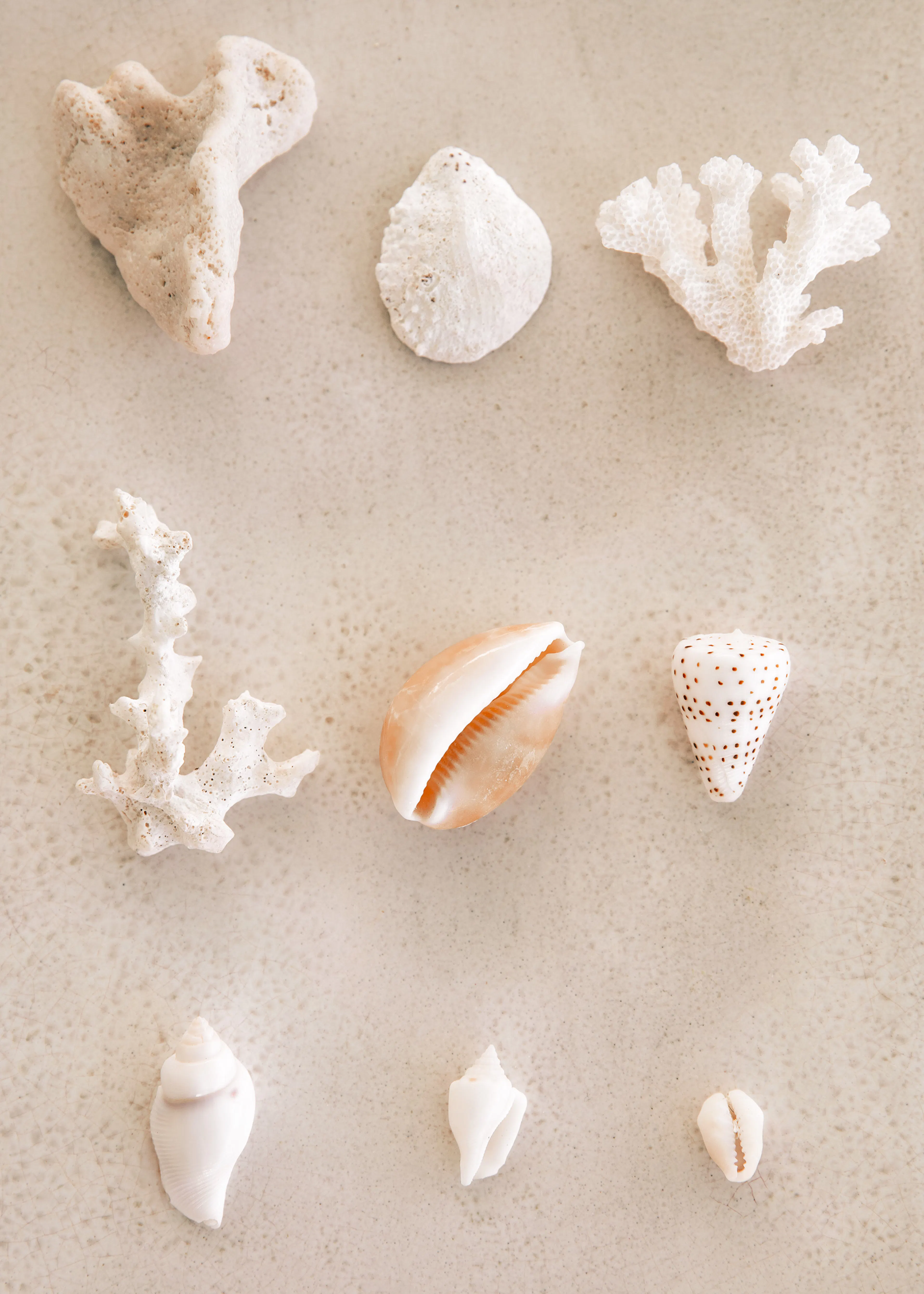 Seashell Sand Collection Poster 0