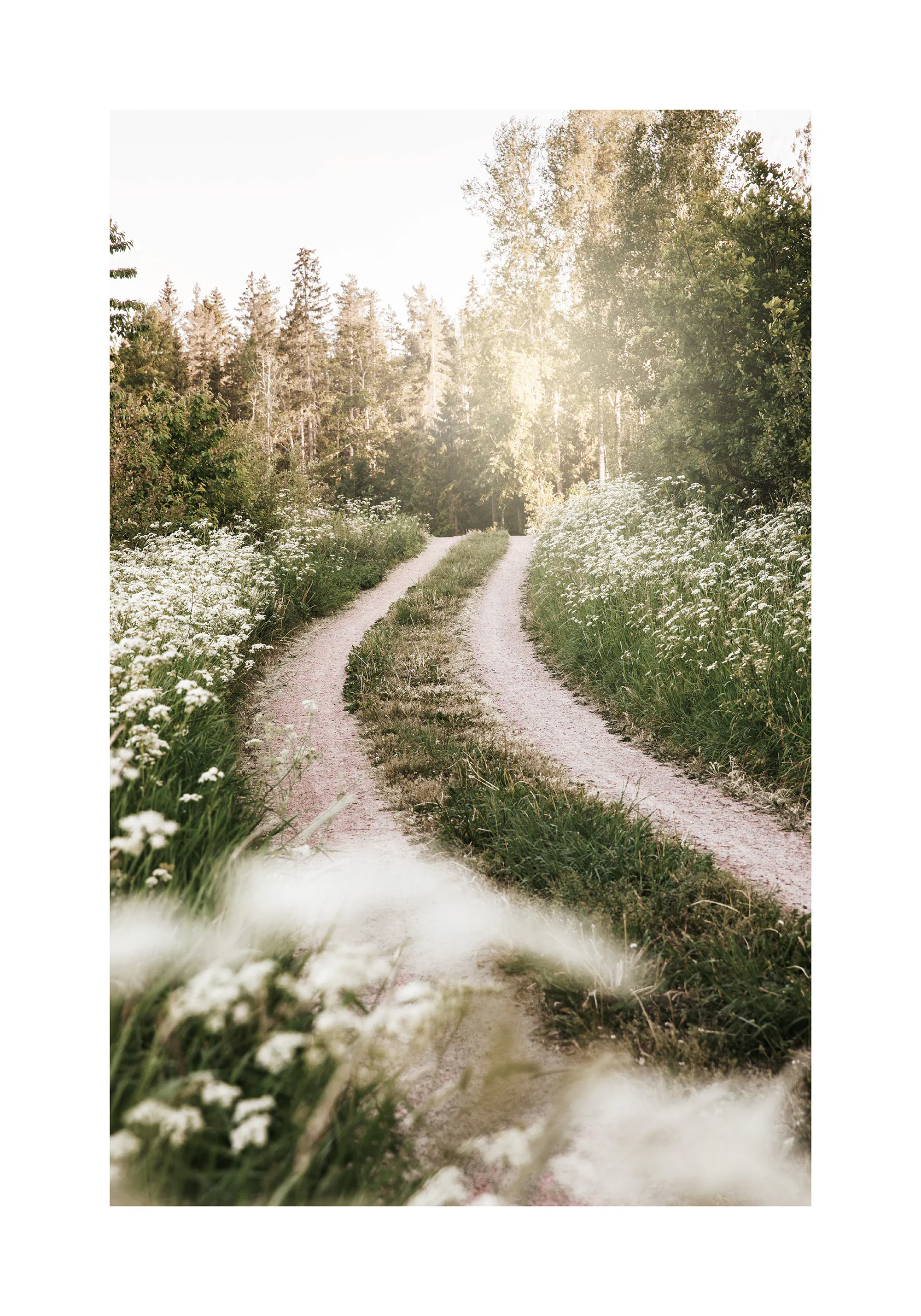 Sunlit Country Path Poster 0
