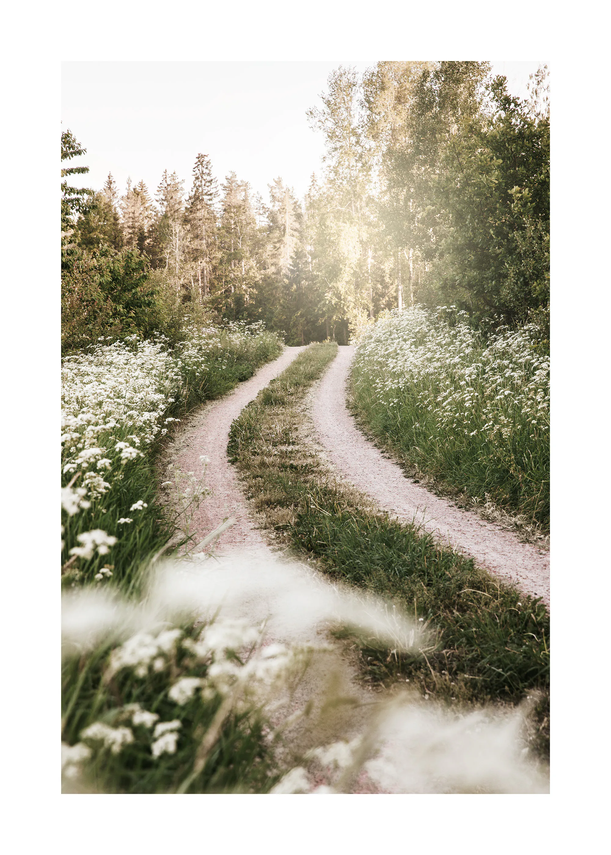 Sunlit Country Path Poster 0