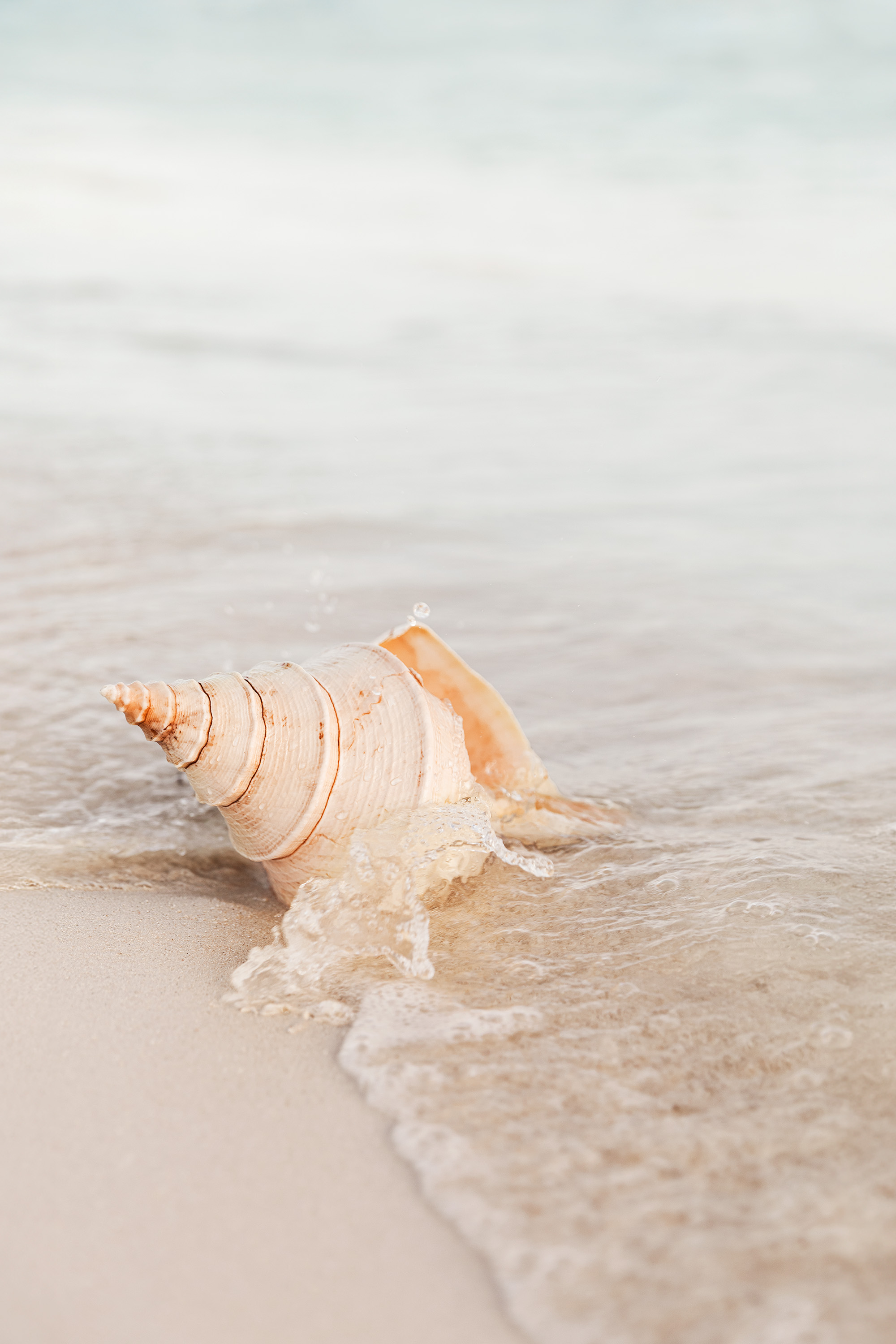 One Hundred Seashells 自然 貝 アート 写真集 69b97088075479592e2a4014_18603