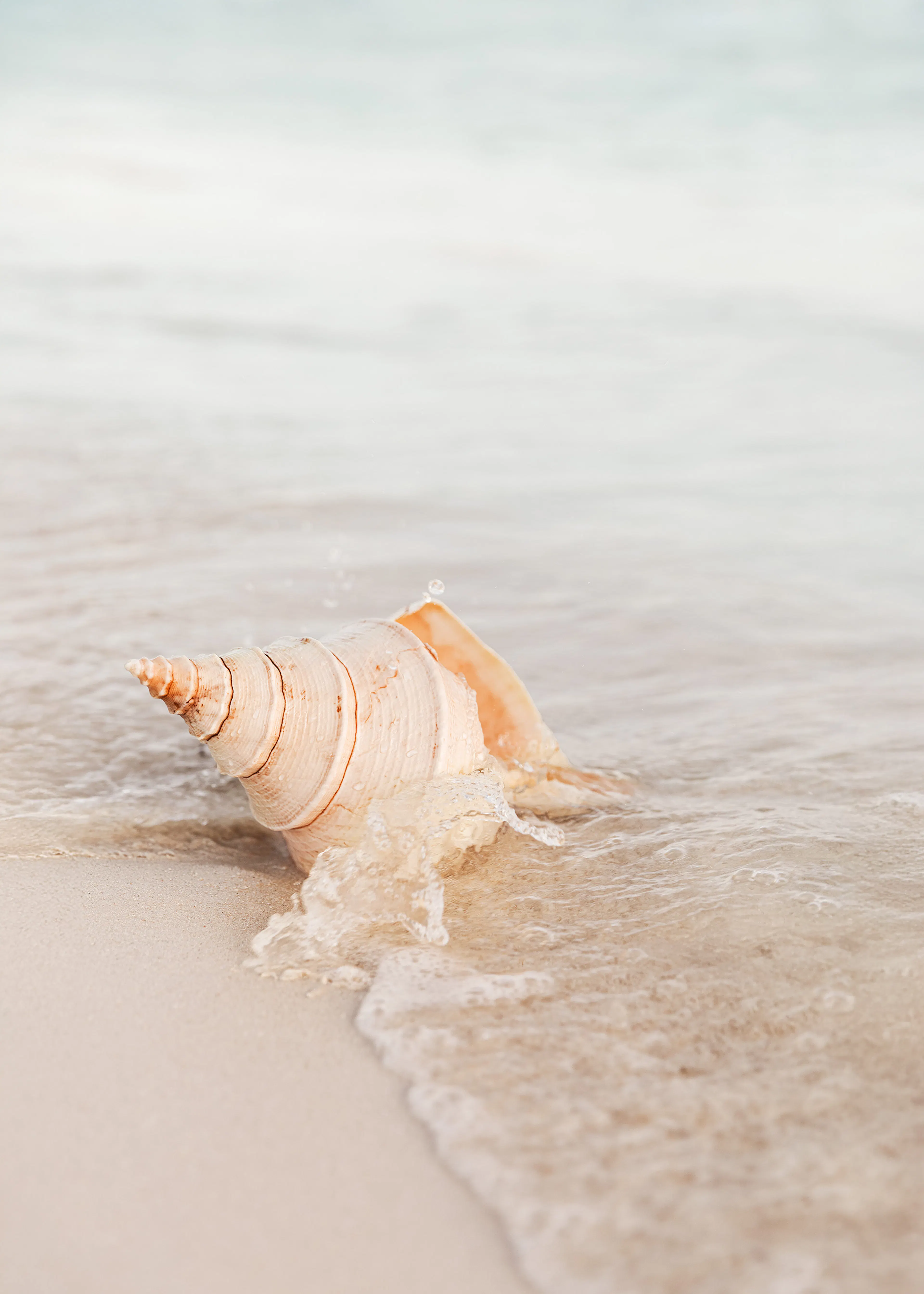 Seashell Ocean Wave Poster 0