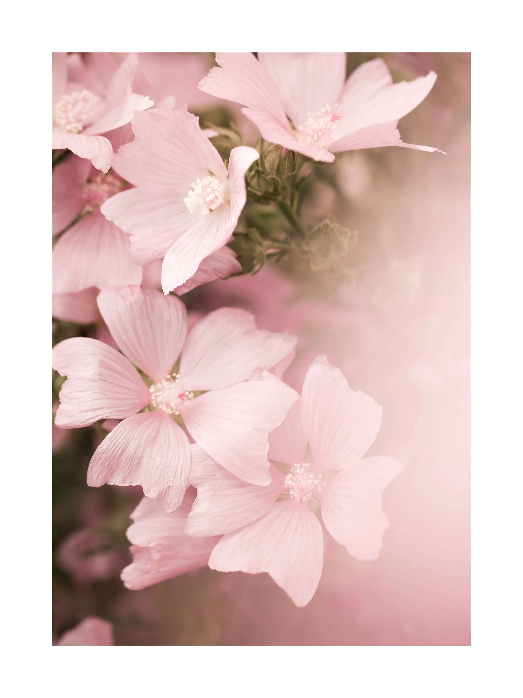 Soft Pink Blossom Poster 0
