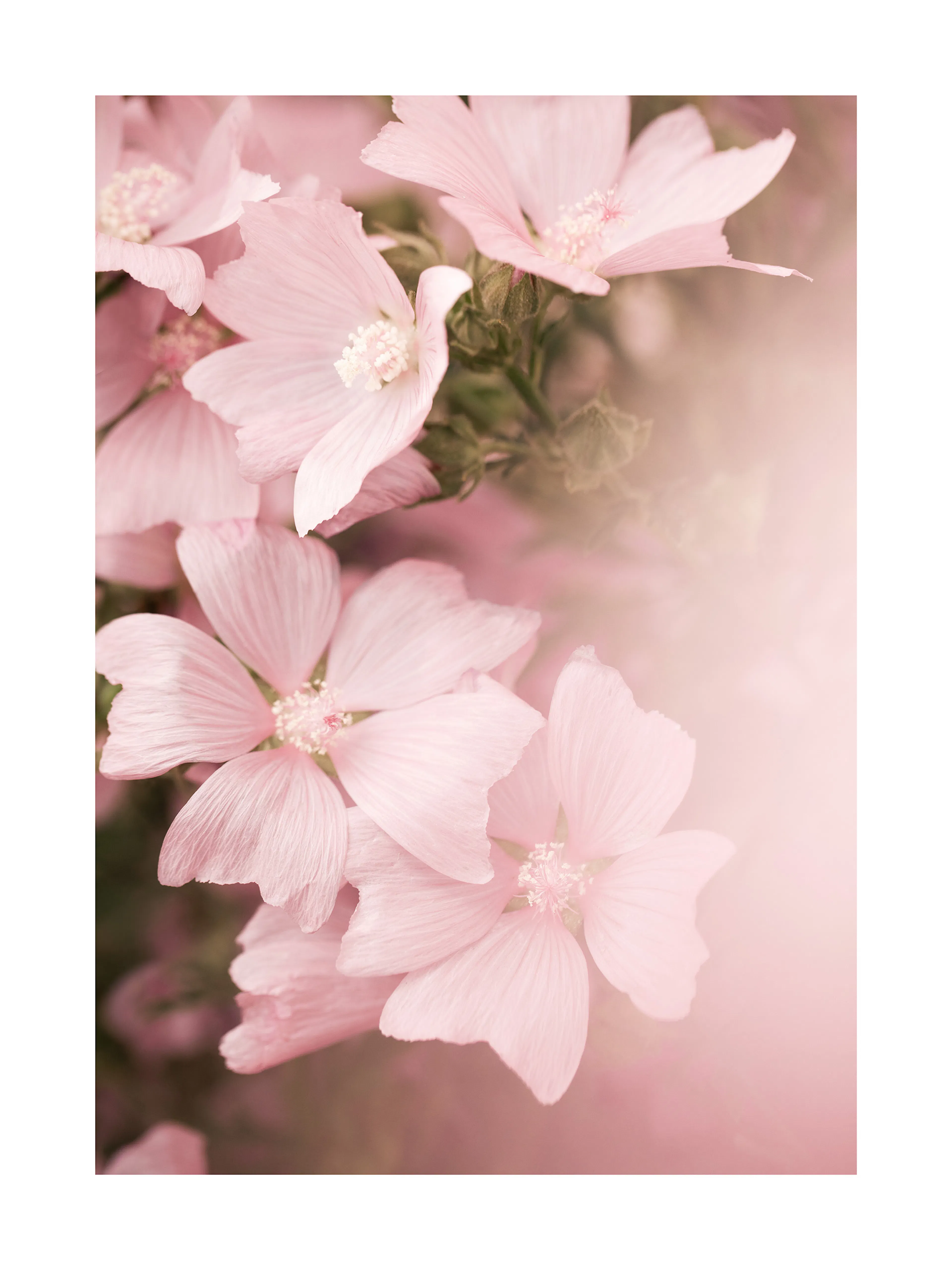 Soft Pink Blossom Poster 0