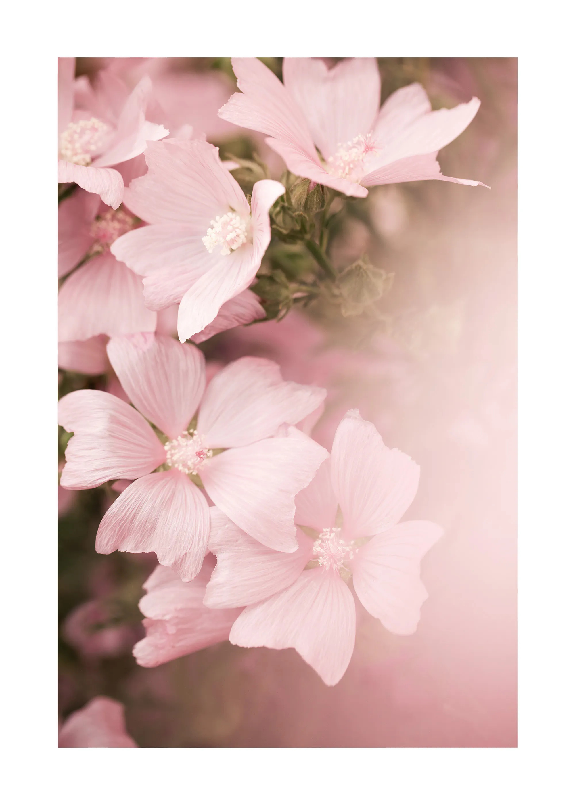 Soft Pink Blossom Poster 0