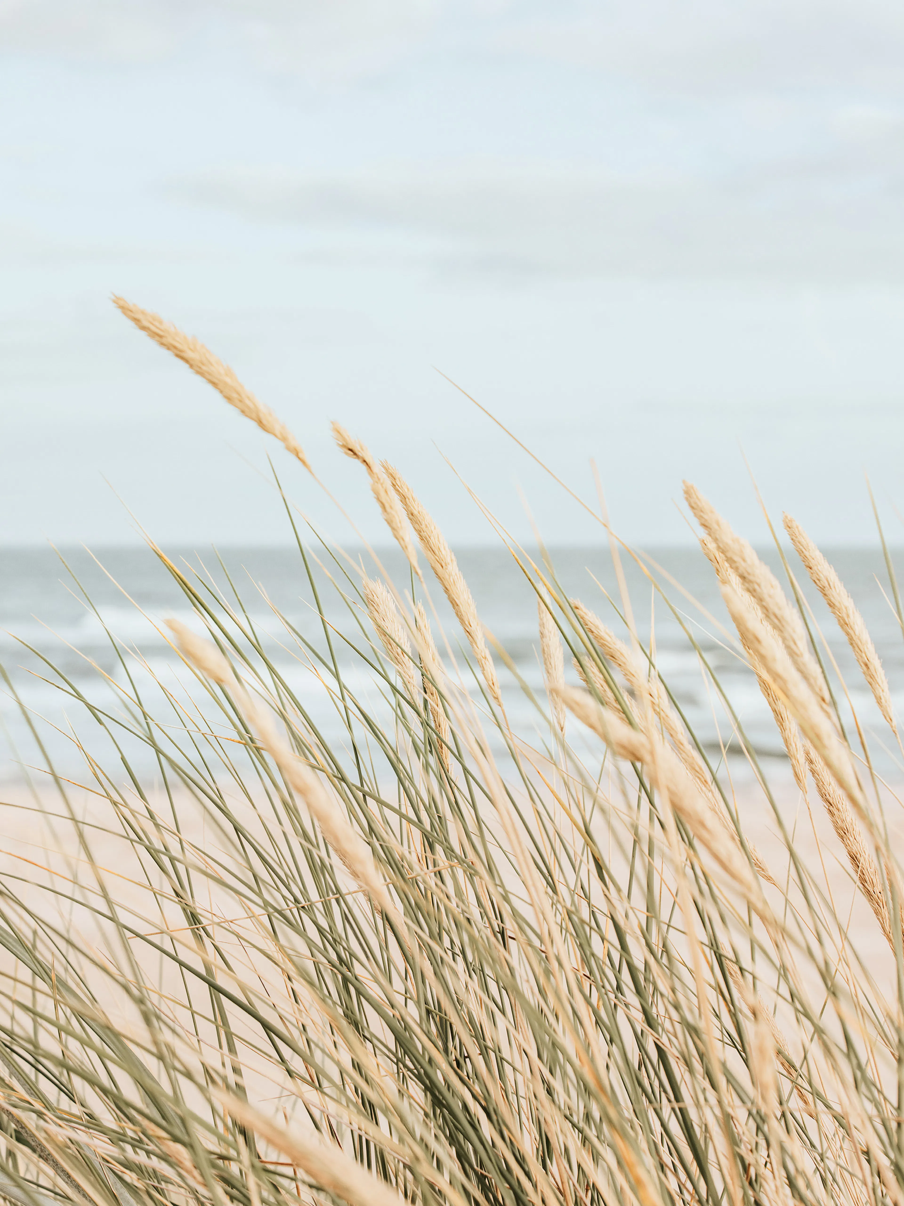 Coastal Beach Grass Poster 0