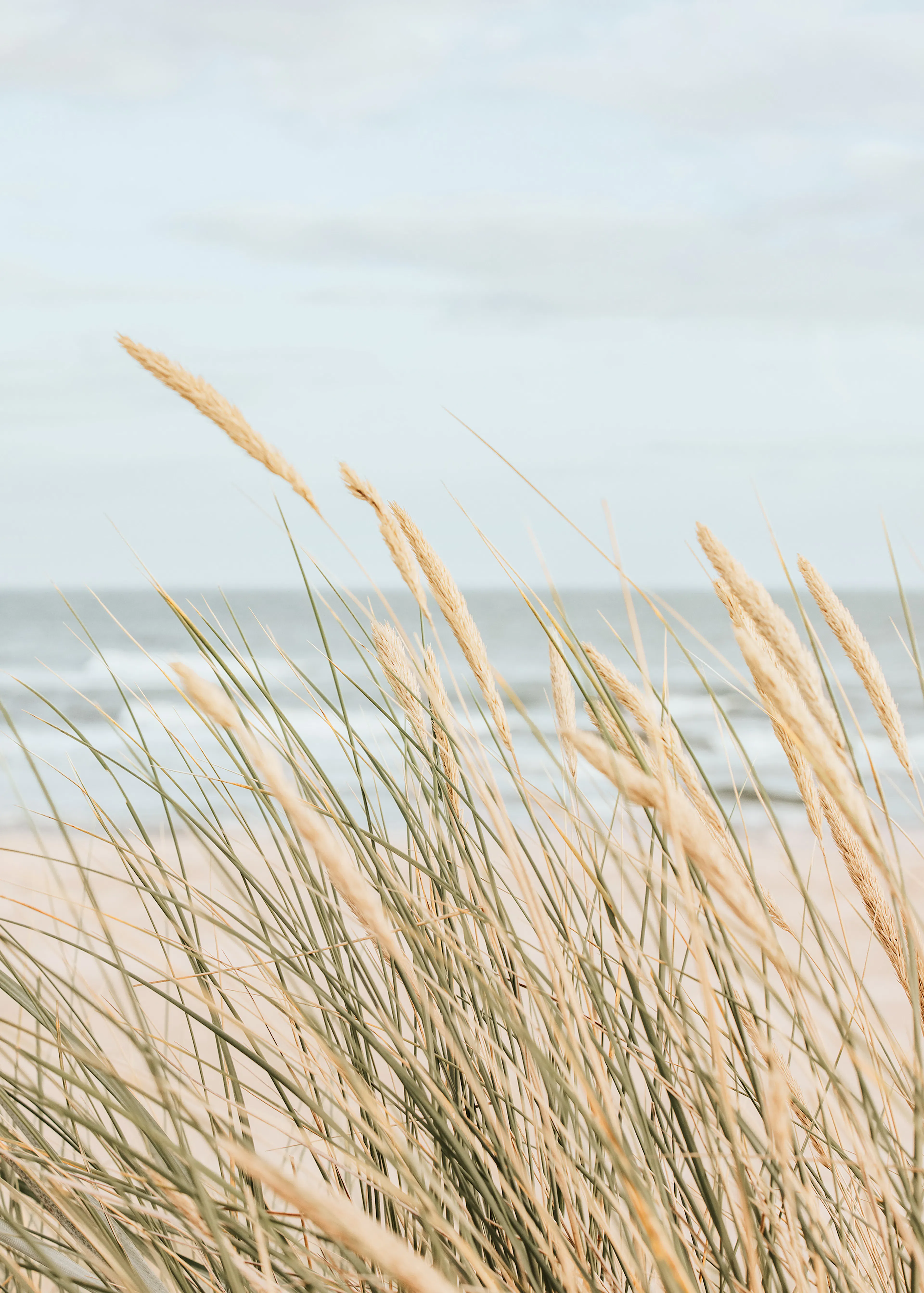 Coastal Beach Grass Poster 0