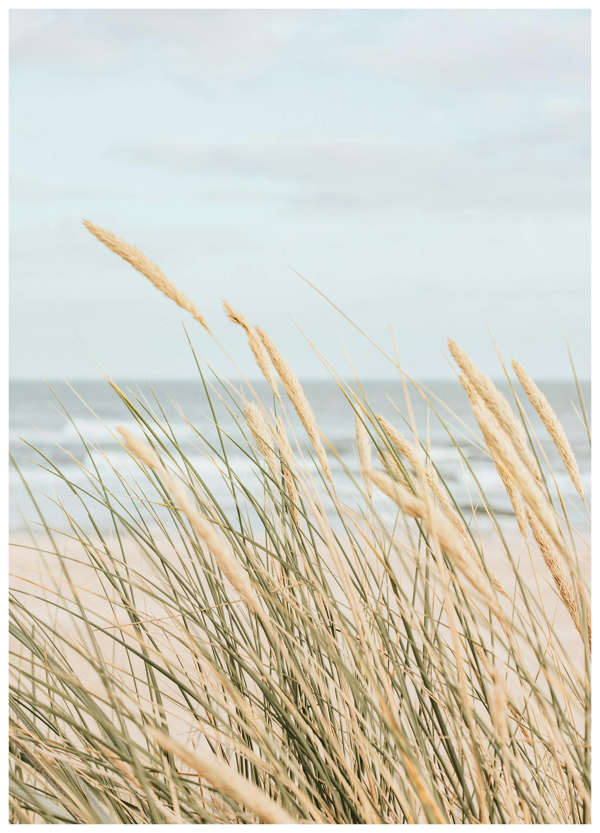 Coastal Beach Grass Poster (70x100 cm) - Poster Store