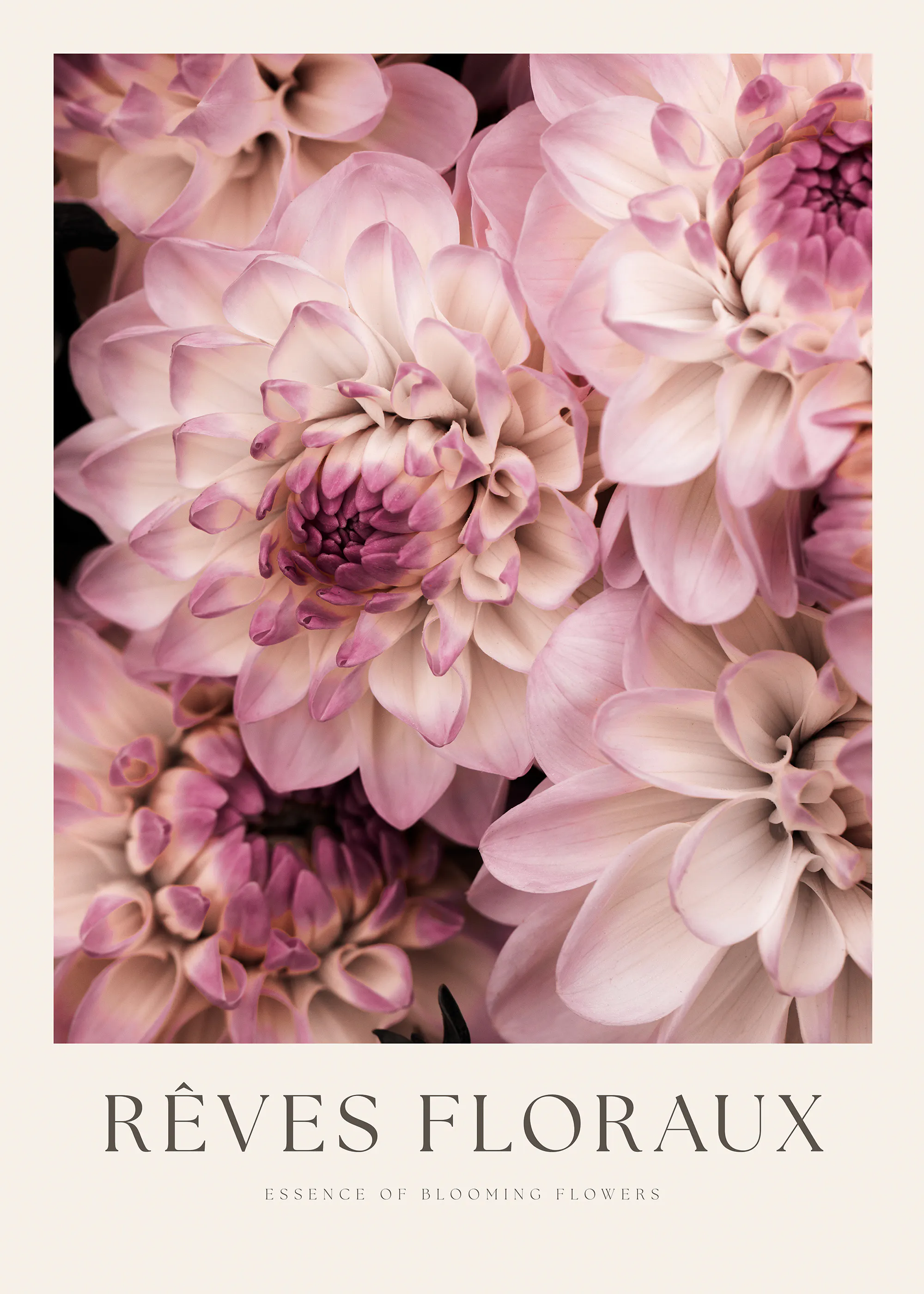 Pink Dahlia Flowers Poster 0