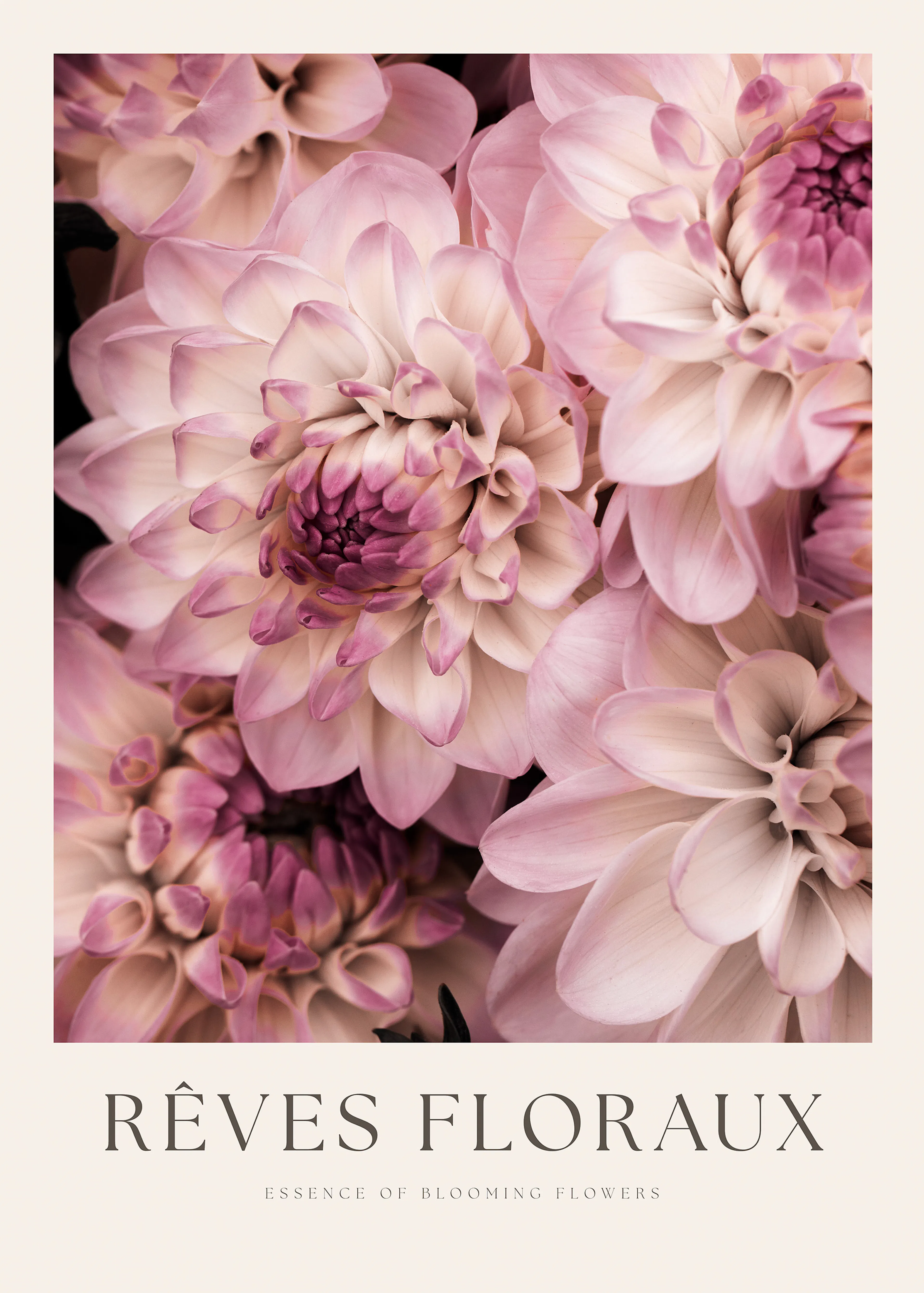 Pink Dahlia Flowers Poster 0