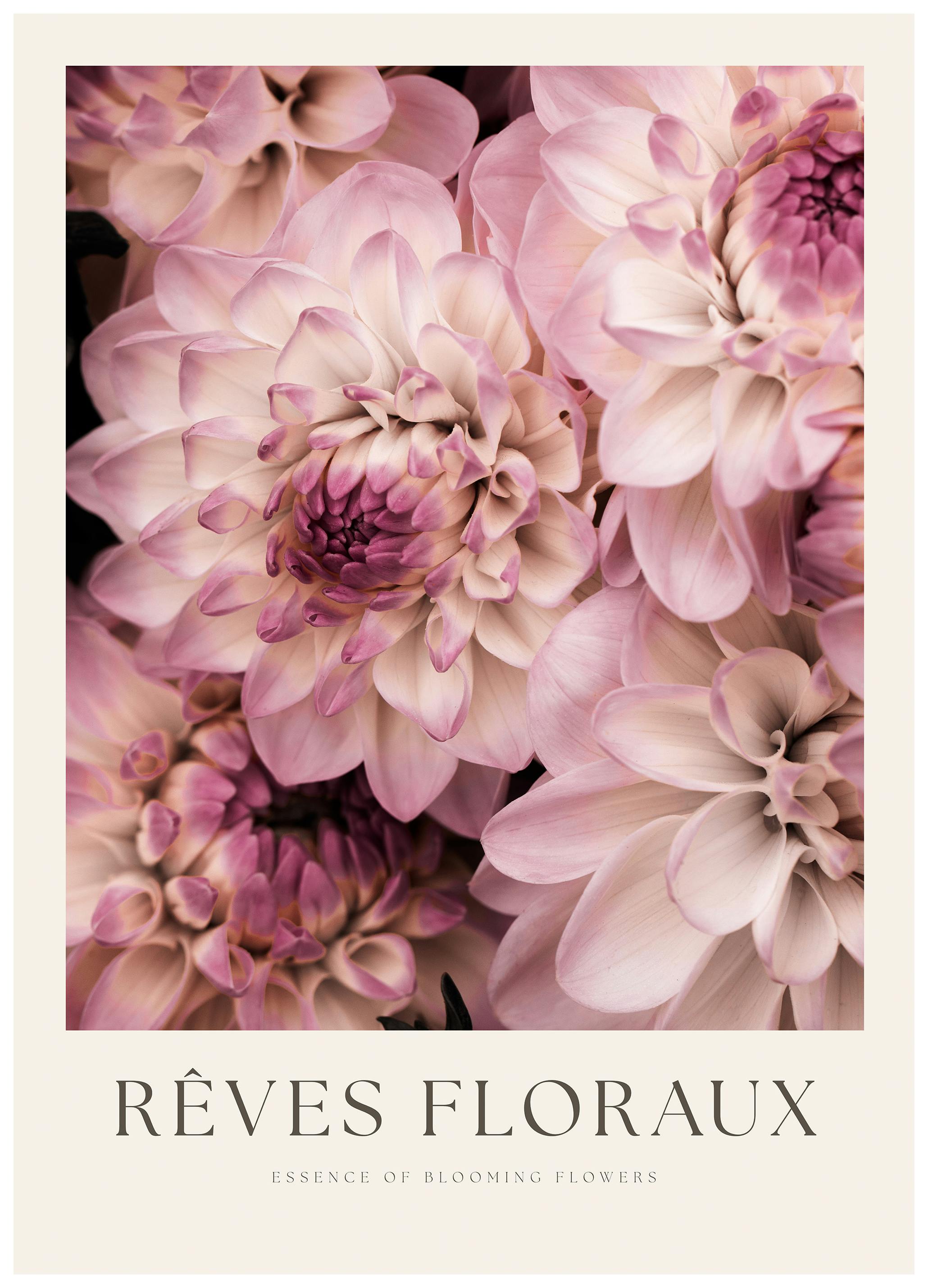 Pink Dahlia Flowers Poster (70x100 cm) - Poster Store