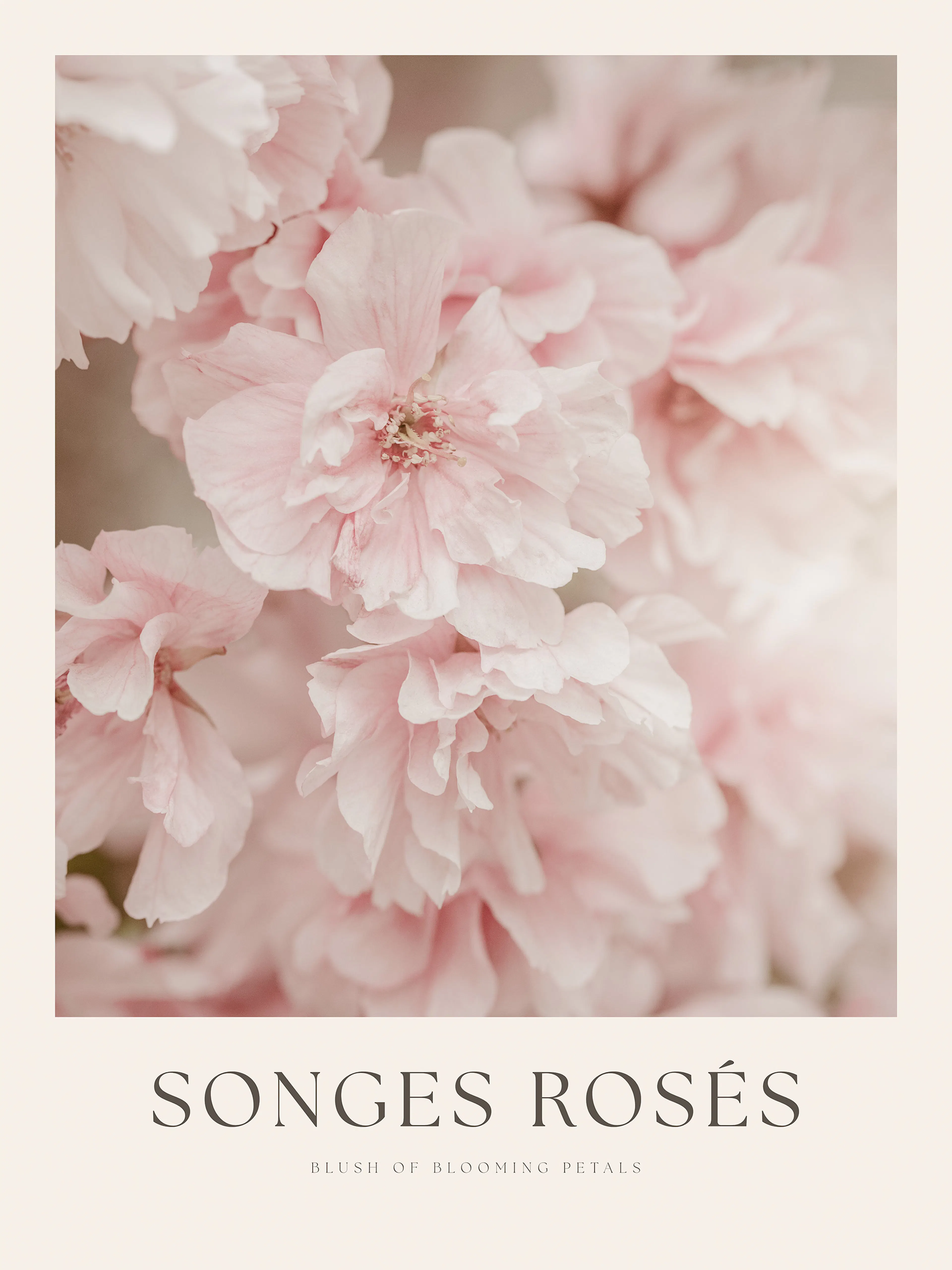 Pink Roses Poster 0