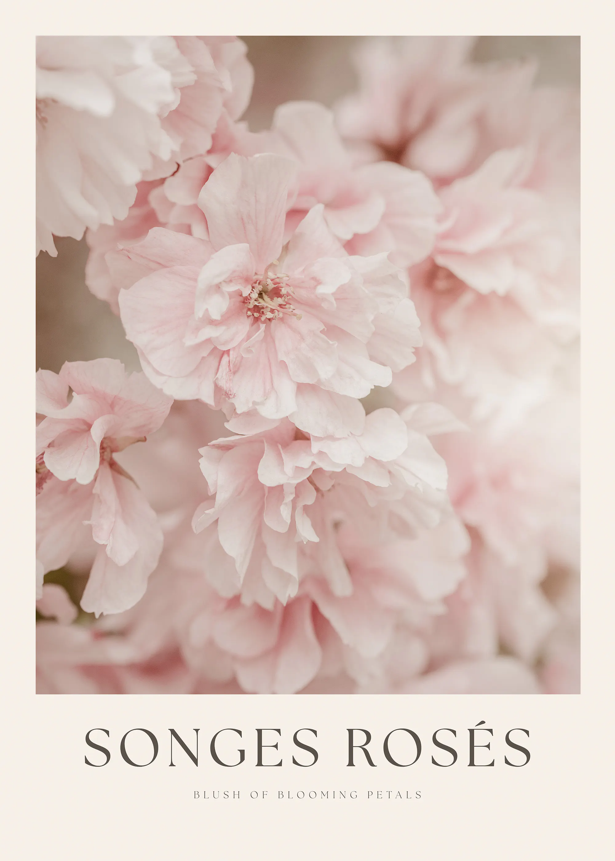 Pink Roses Poster 0