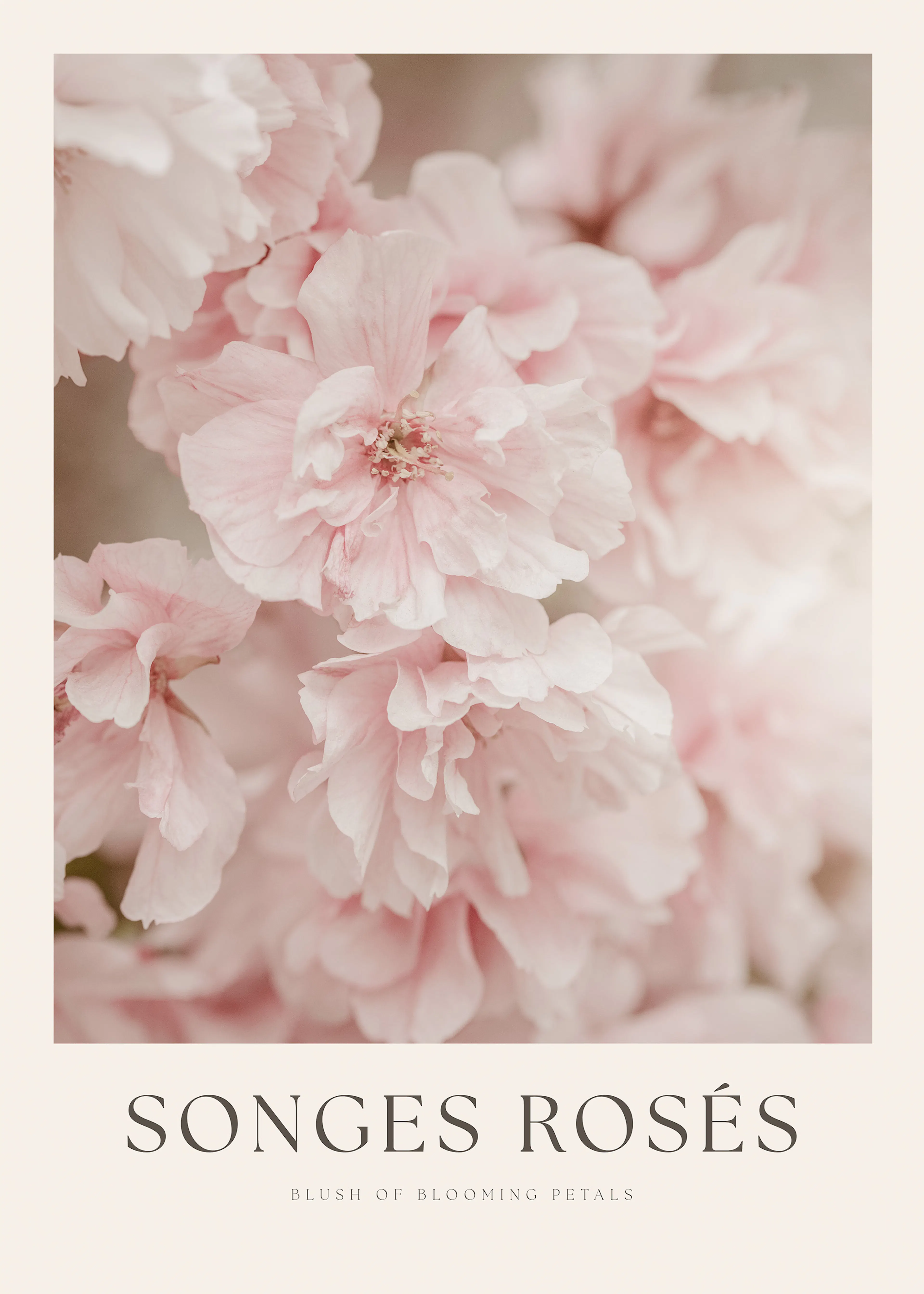 Pink Roses Poster 0