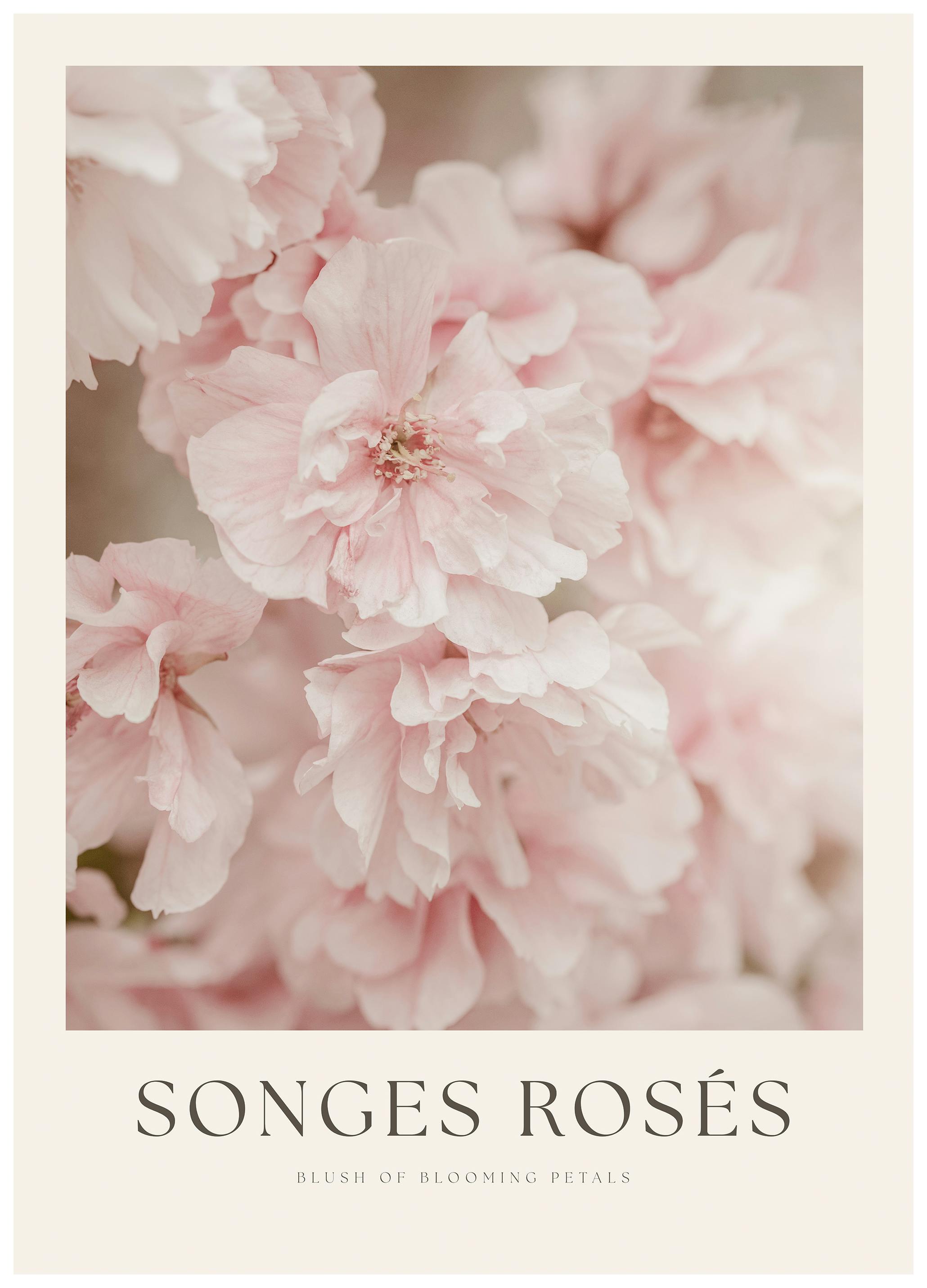 Pink Roses Poster (100x150 cm) - Poster Store