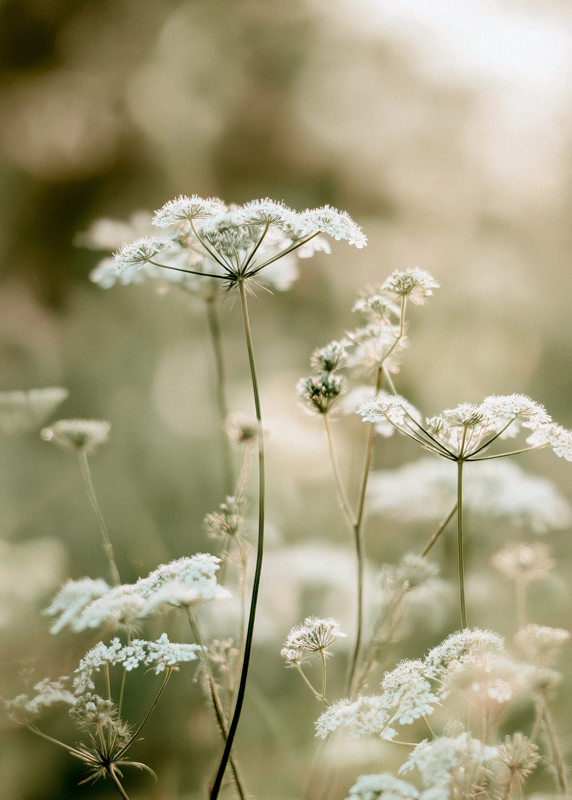 Wild Meadow Flowers Poster 0