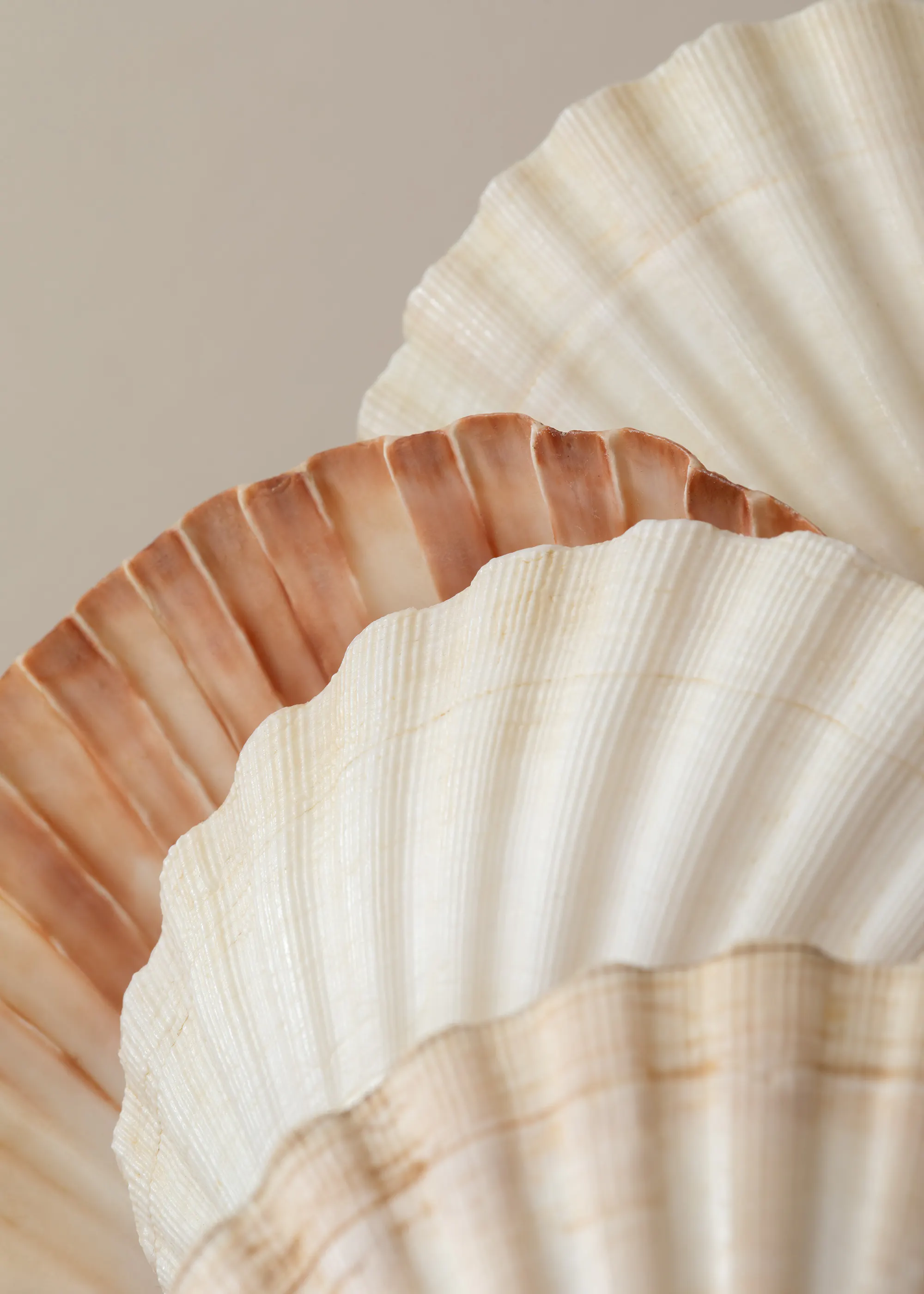 Neutral Seashells Poster 0