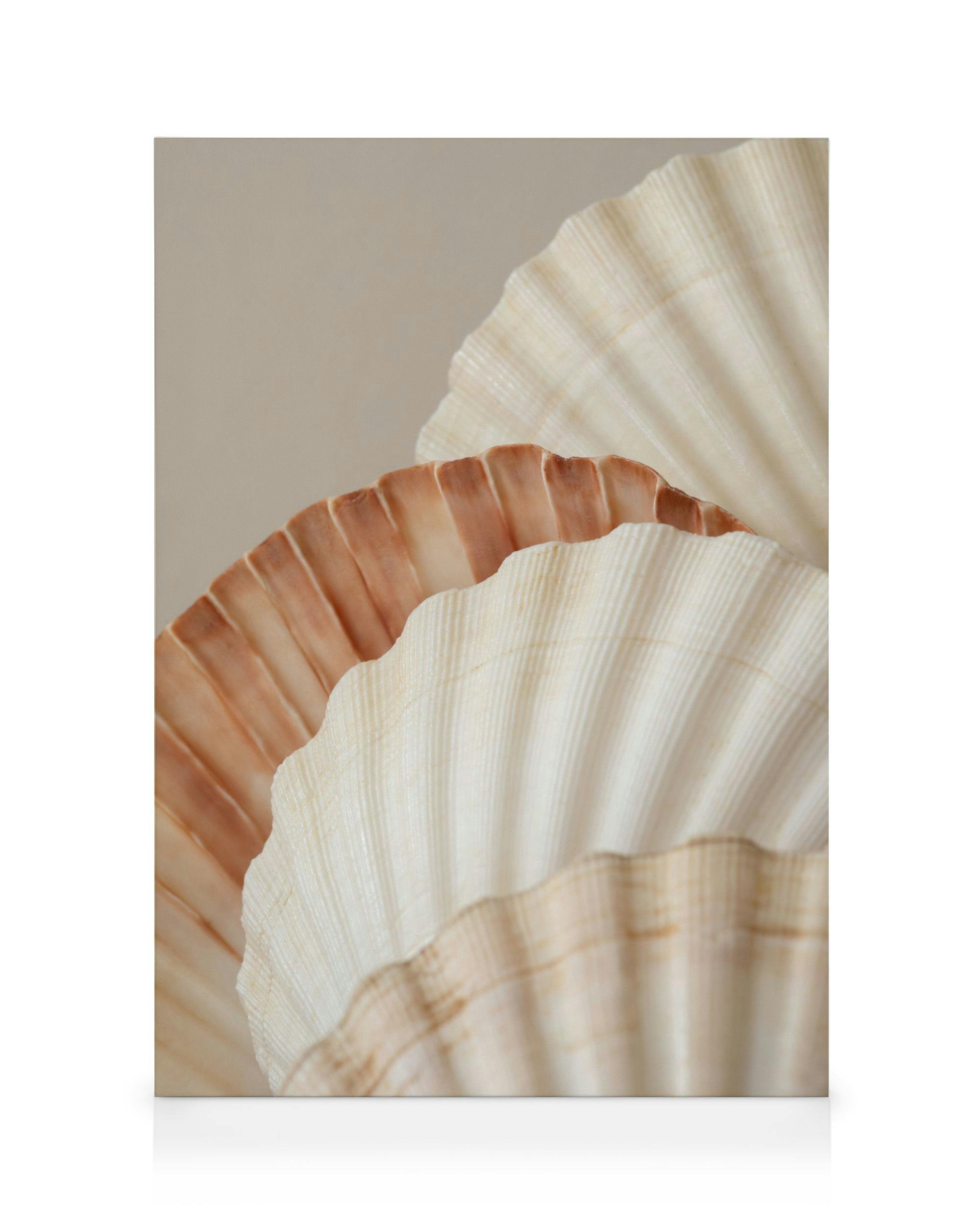 Neutral Seashells Toile (70x100 cm - Cadre noir) - Poster Store