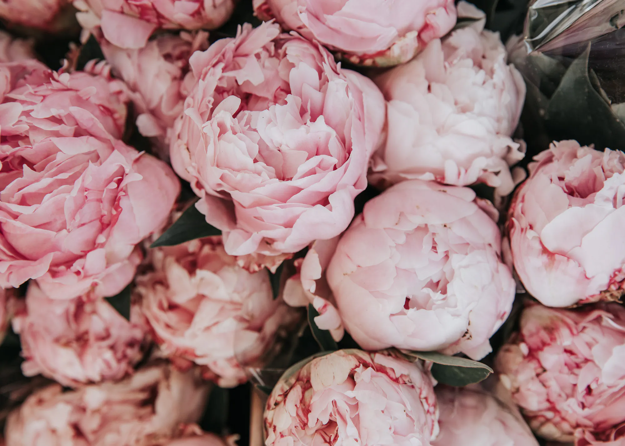 Rosa Pfingstrosen Strauß Poster 0