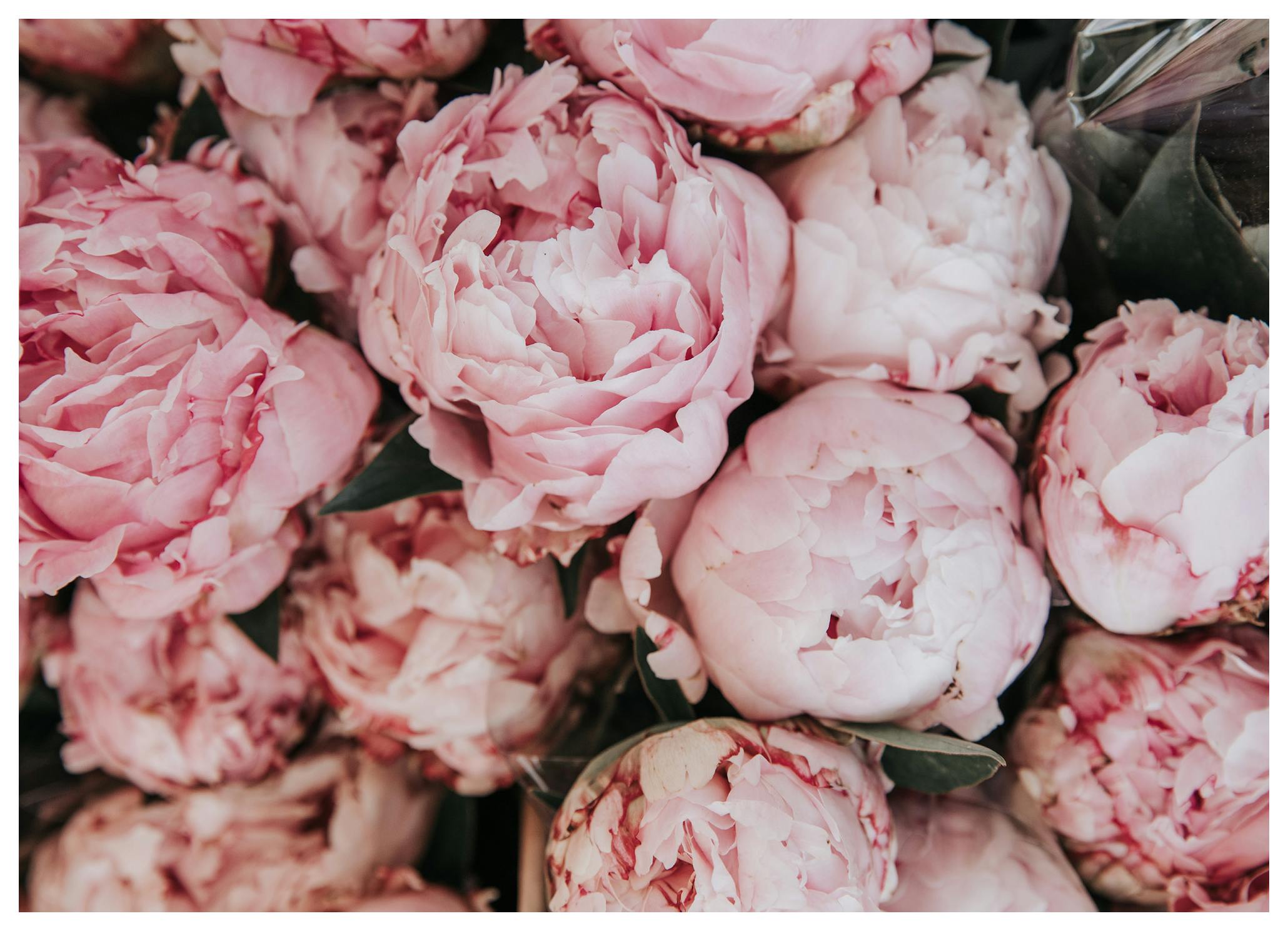 Pink Peonies Bouquet Poster (70x100 cm) - Poster Store
