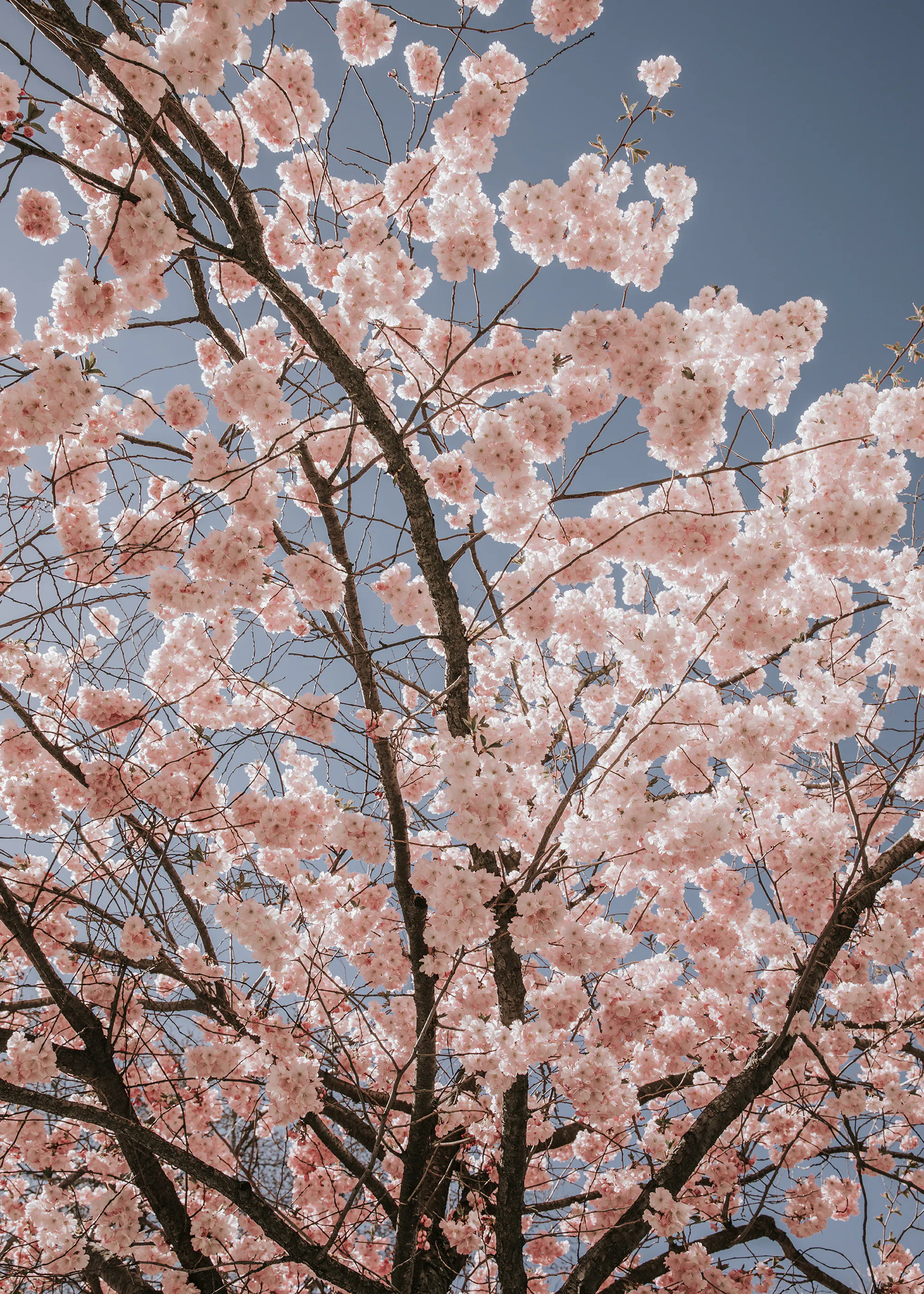 Cherry Blossoms Print 0