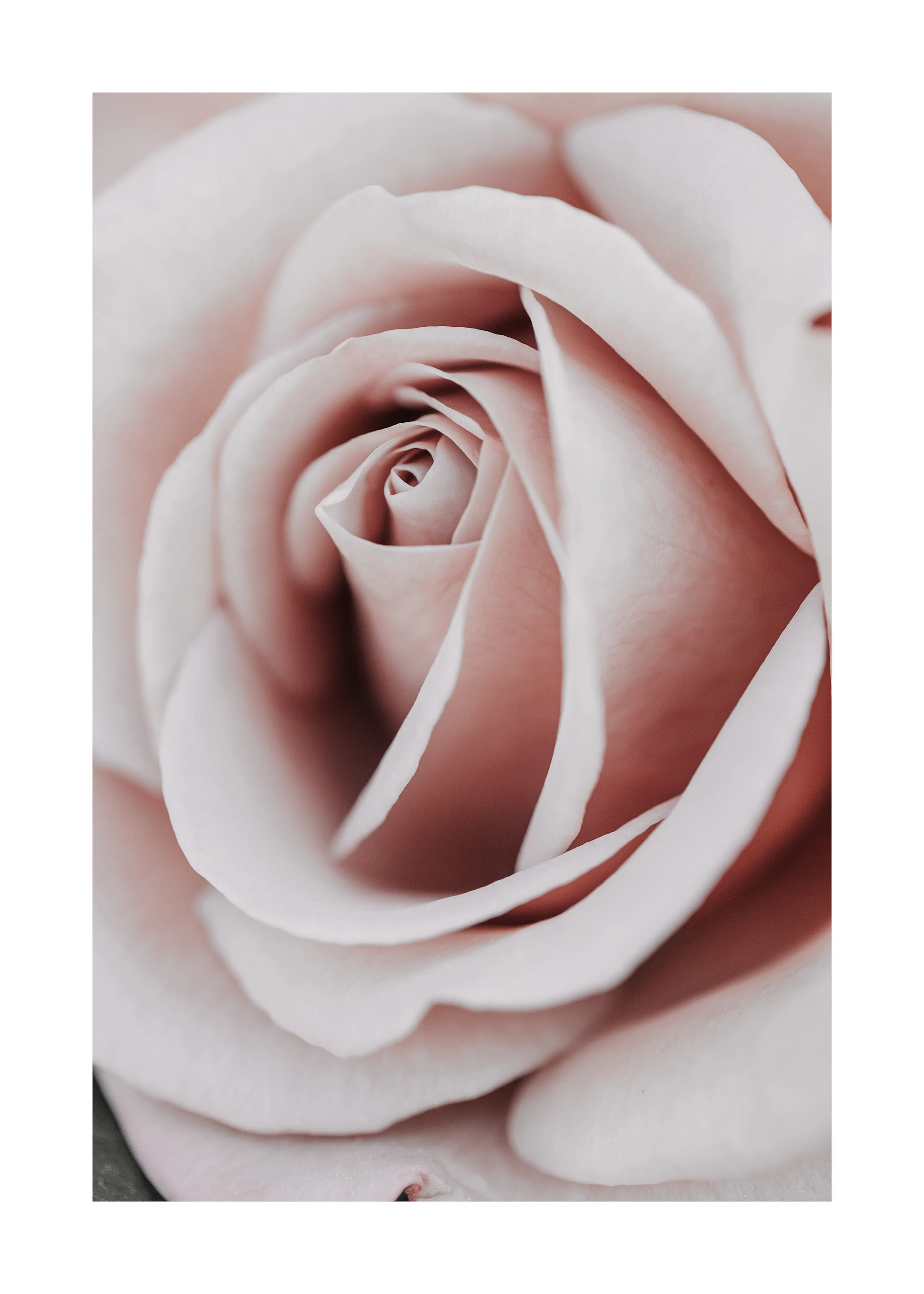 Romantic Rose Print 0