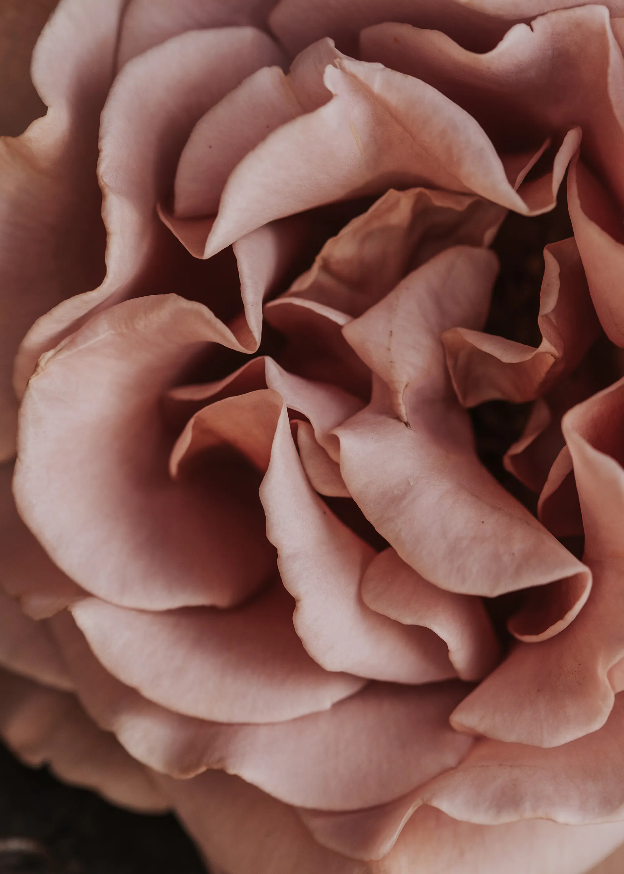 Rosenblüte Nahaufnahme Poster 0