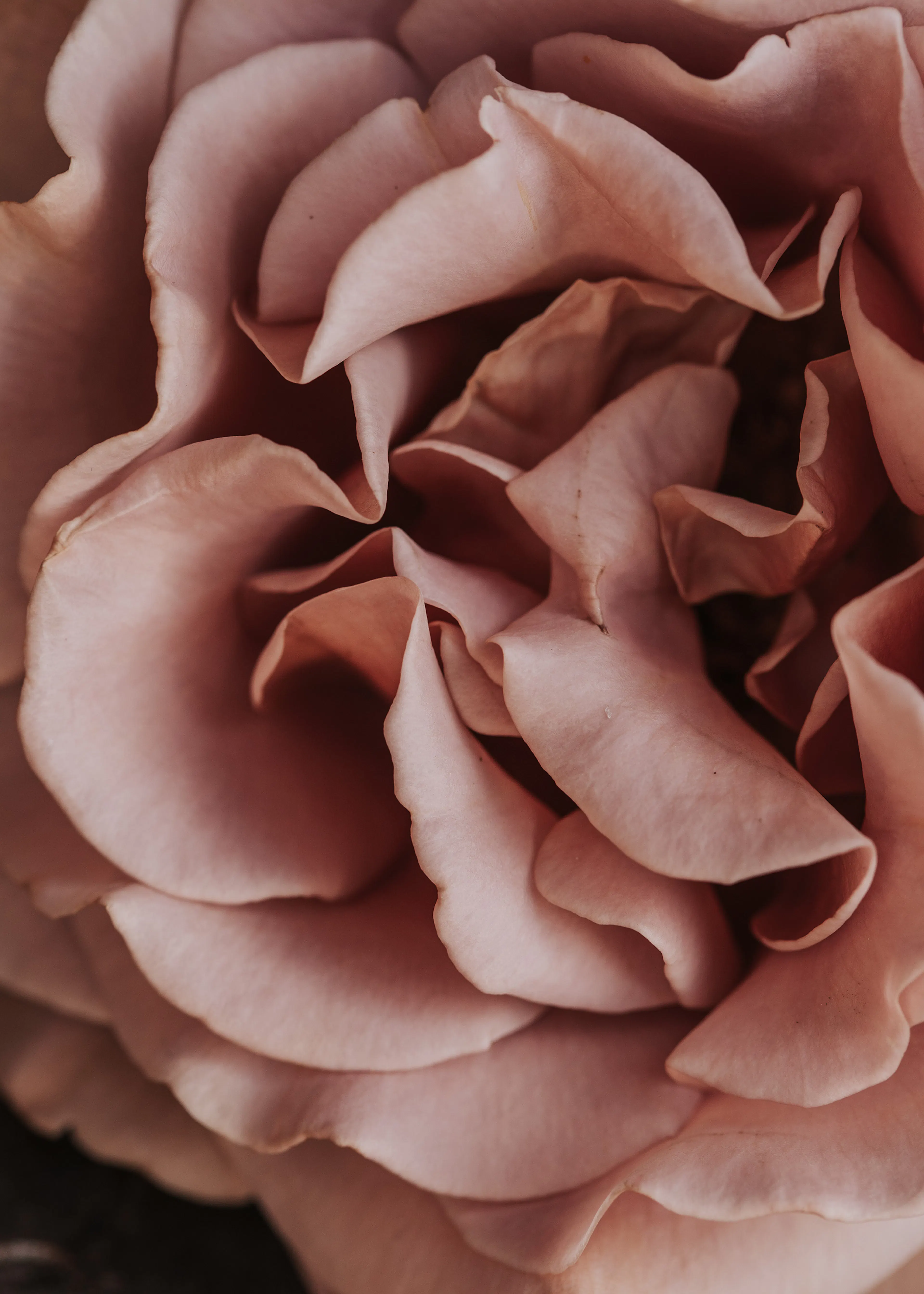 Rosenblüte Nahaufnahme Poster 0