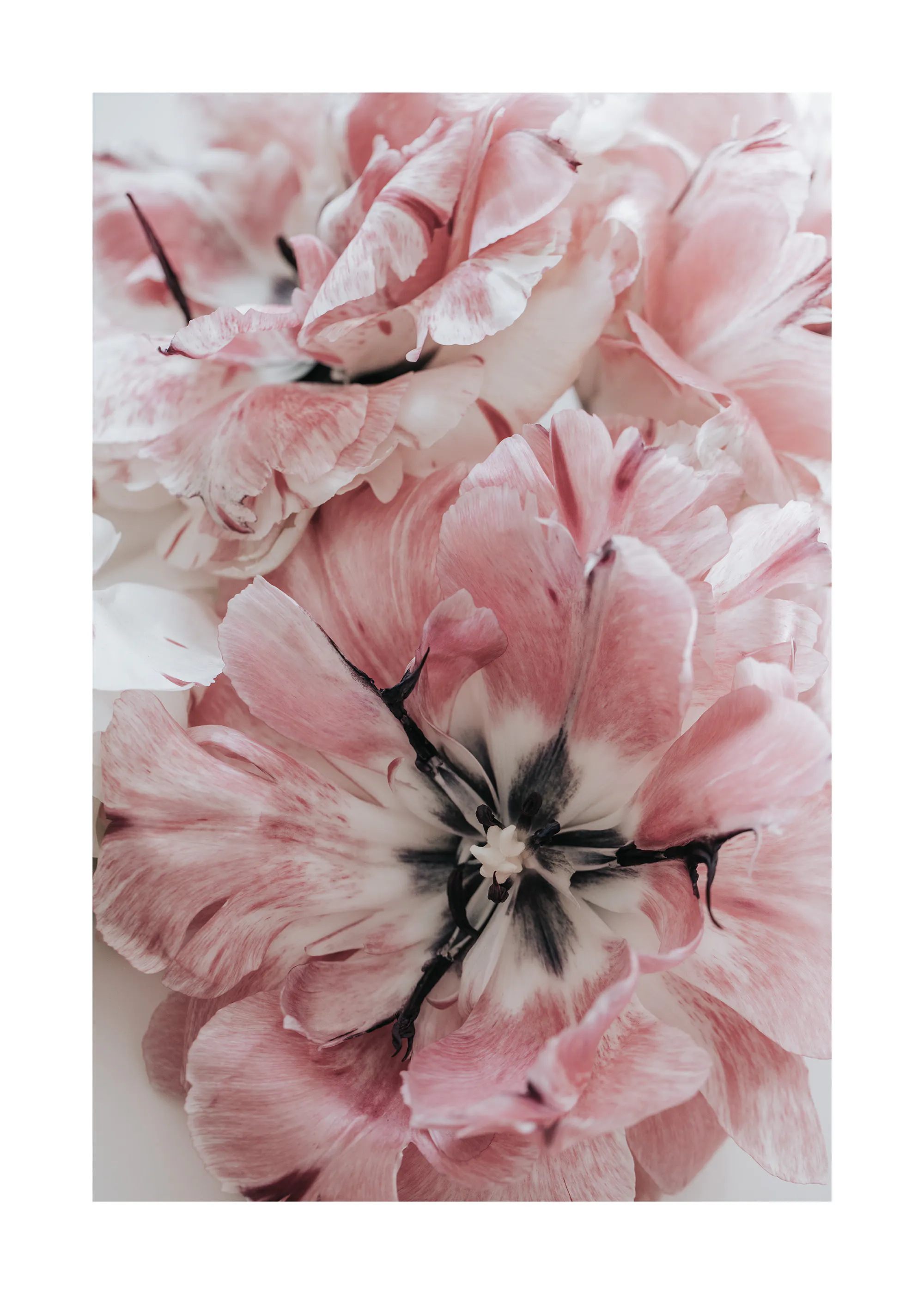 Rosa Blumen Poster 0