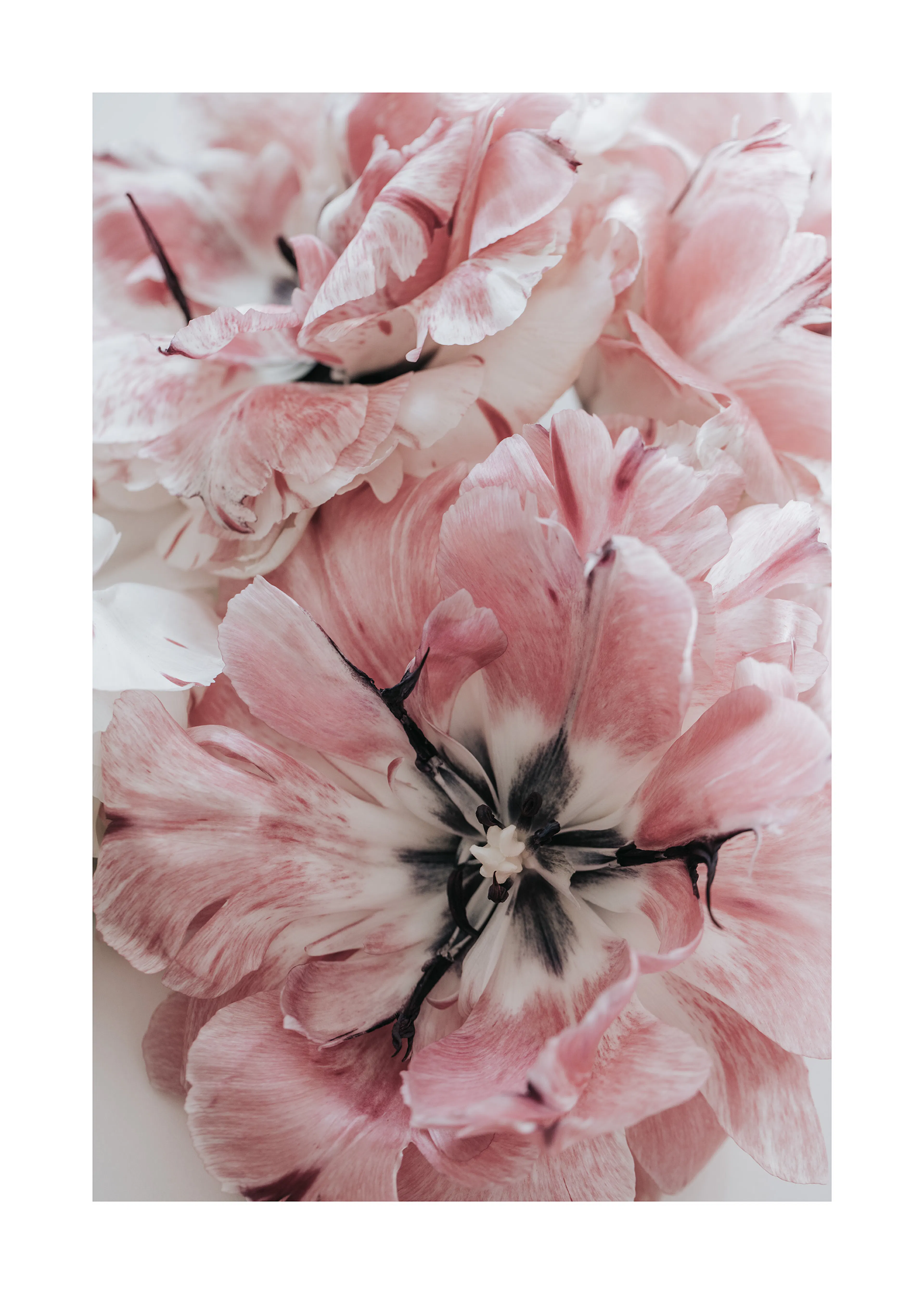 Rosa Blumen Poster 0