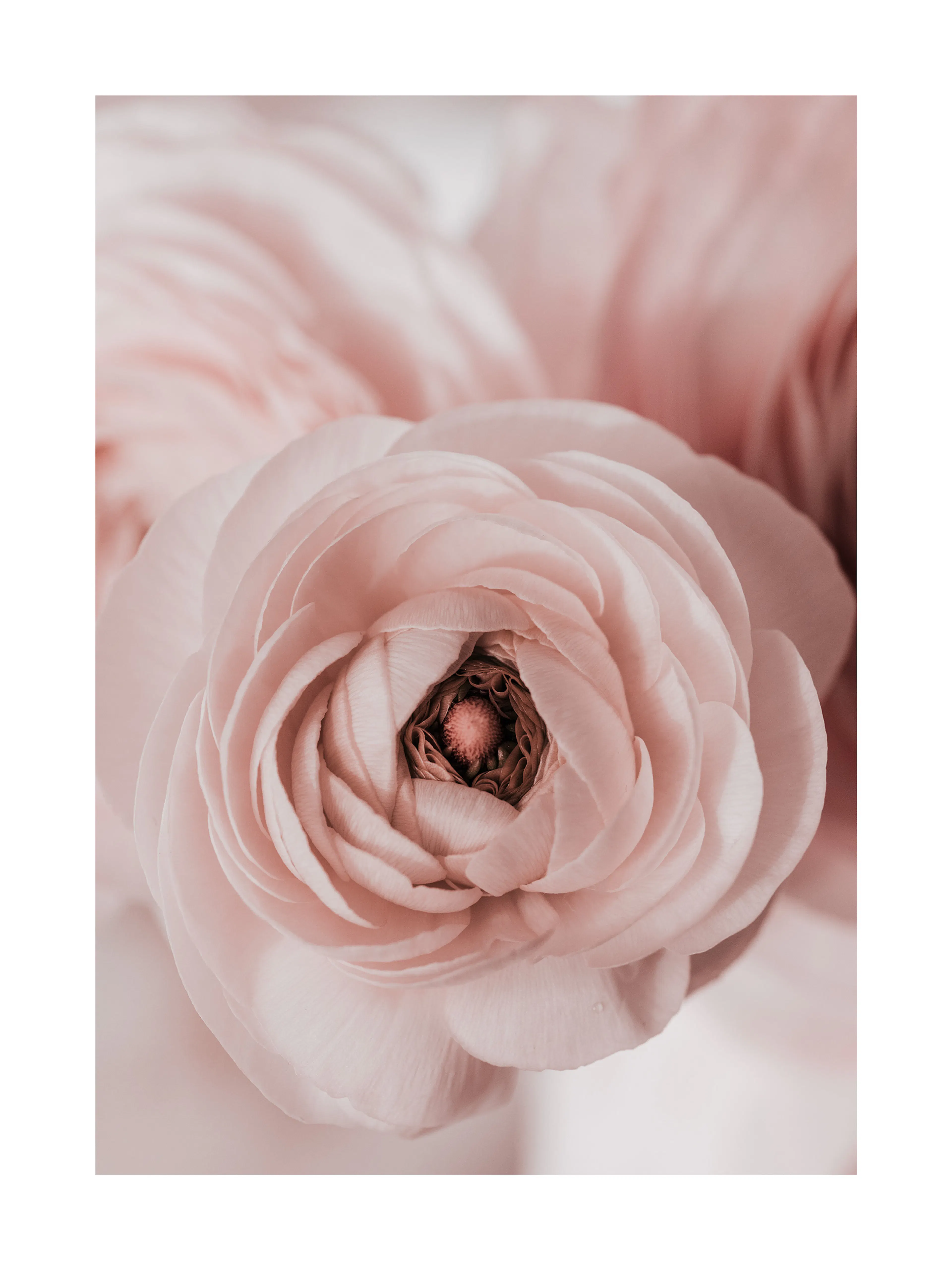 Rosa Ranunkel Poster 0