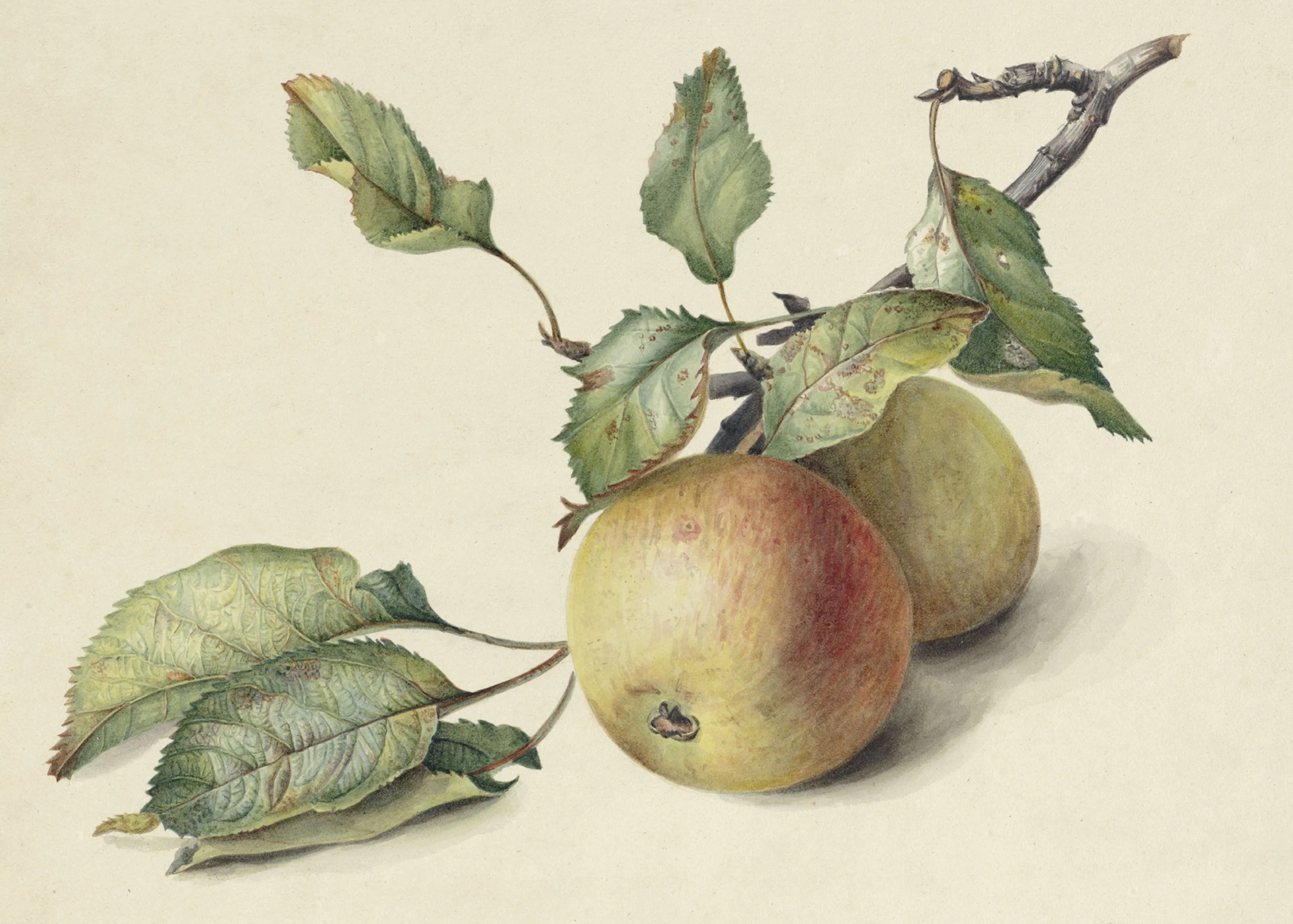 Johannes Reekers II - Two Little Apples on a Branch Poster 0