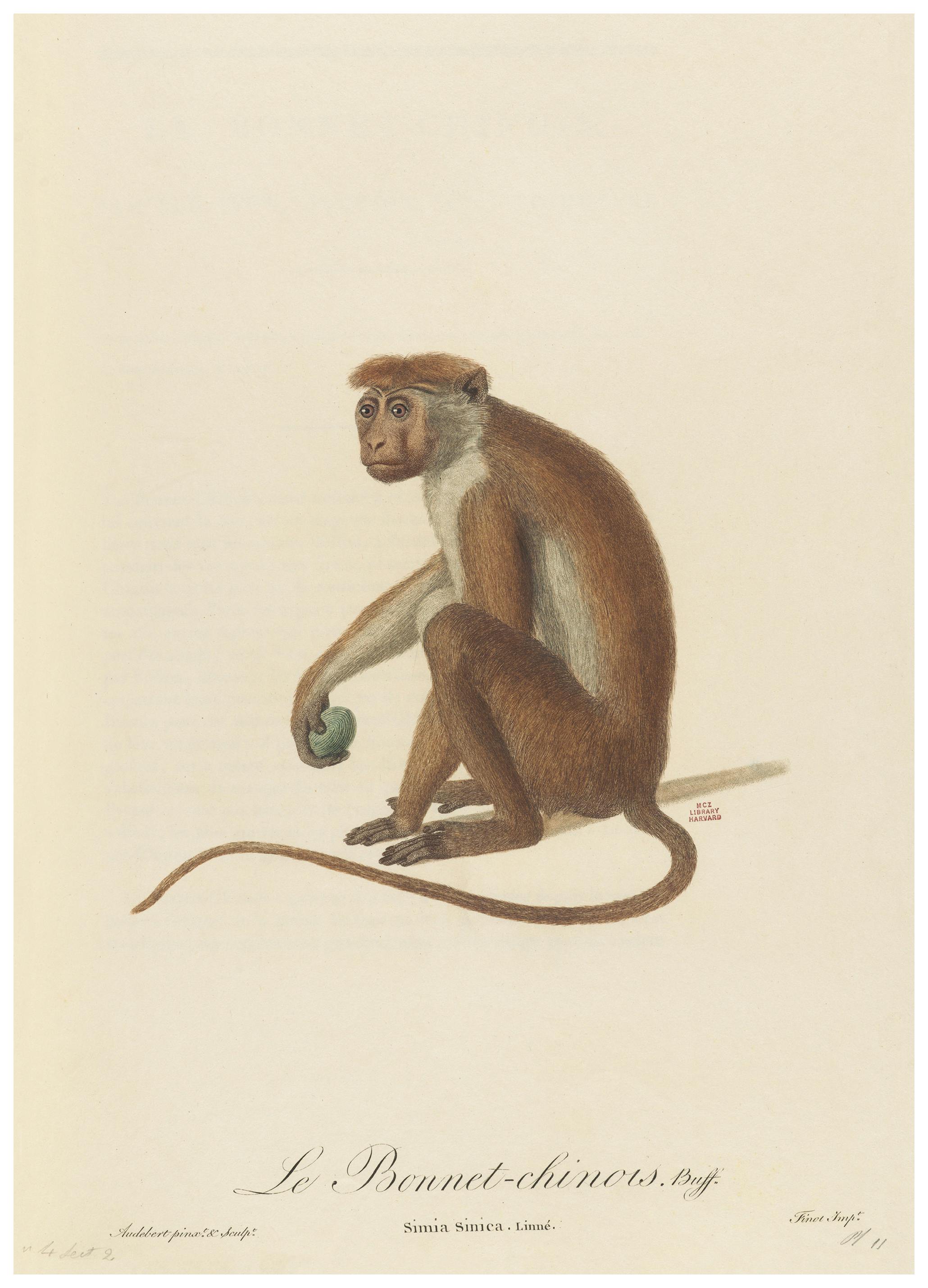 Jean-Baptiste Audebert - Le Bonnet Chinois Poster (50x70 cm) - Poster Store
