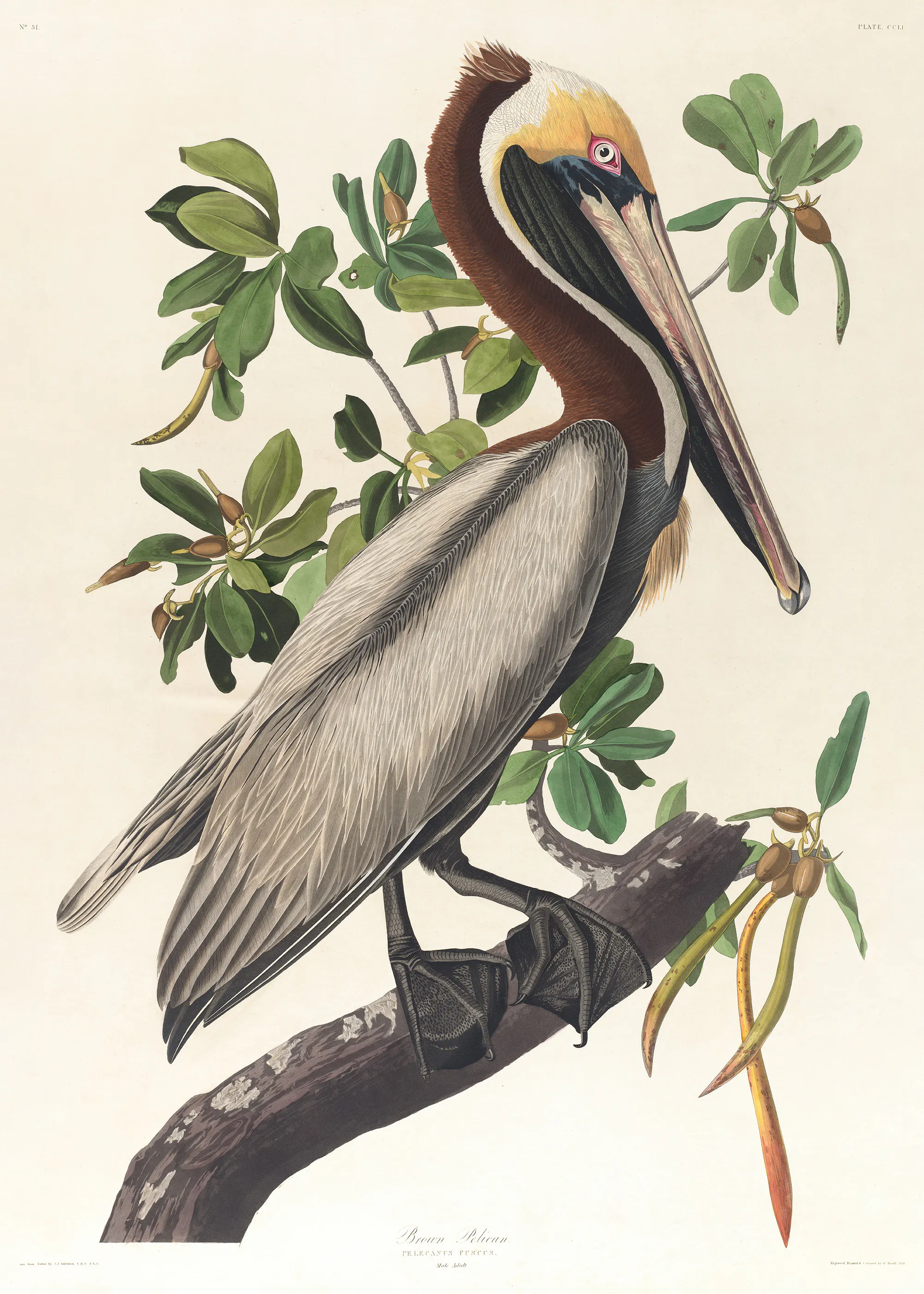 John James Audubon - カッショクペリカン ポスター 0