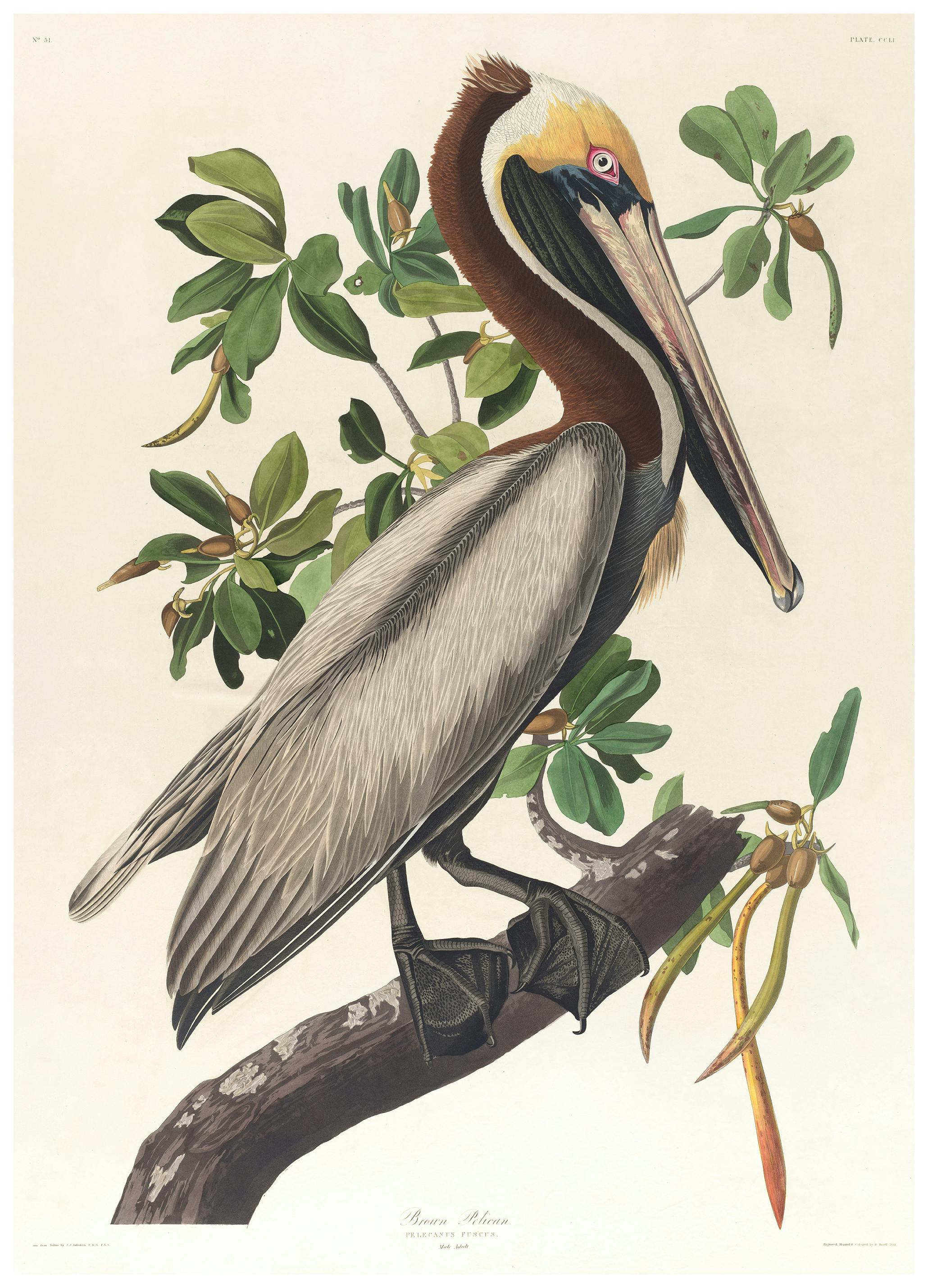 John James Audubon - Brown Pelican Poster (30x40 cm) - Poster Store