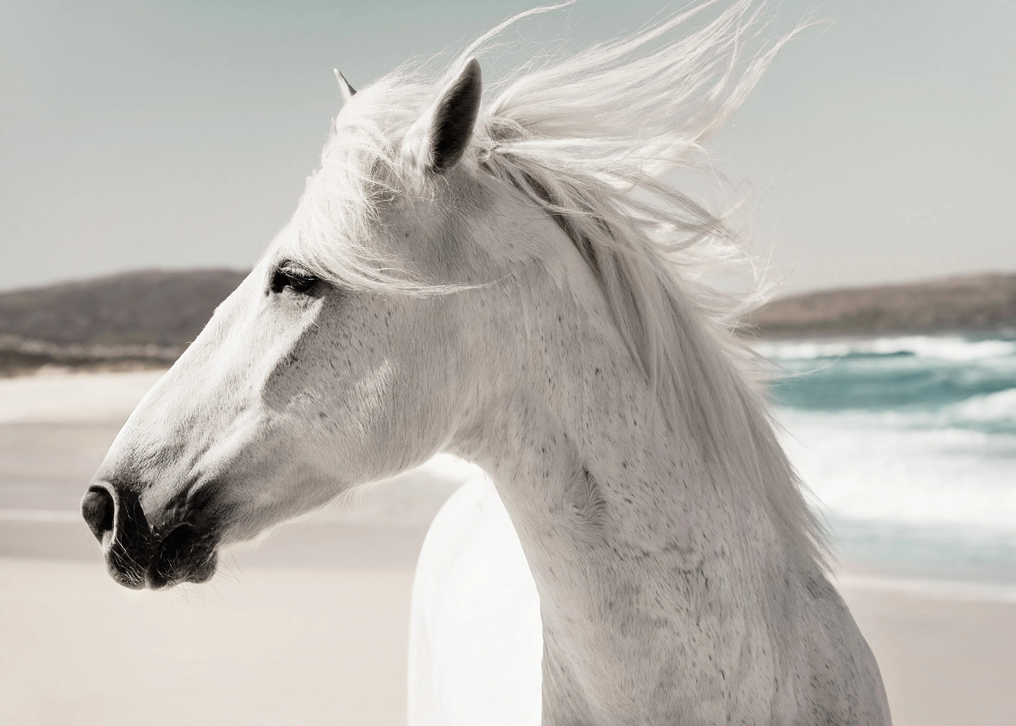 Beach Horse Print 0