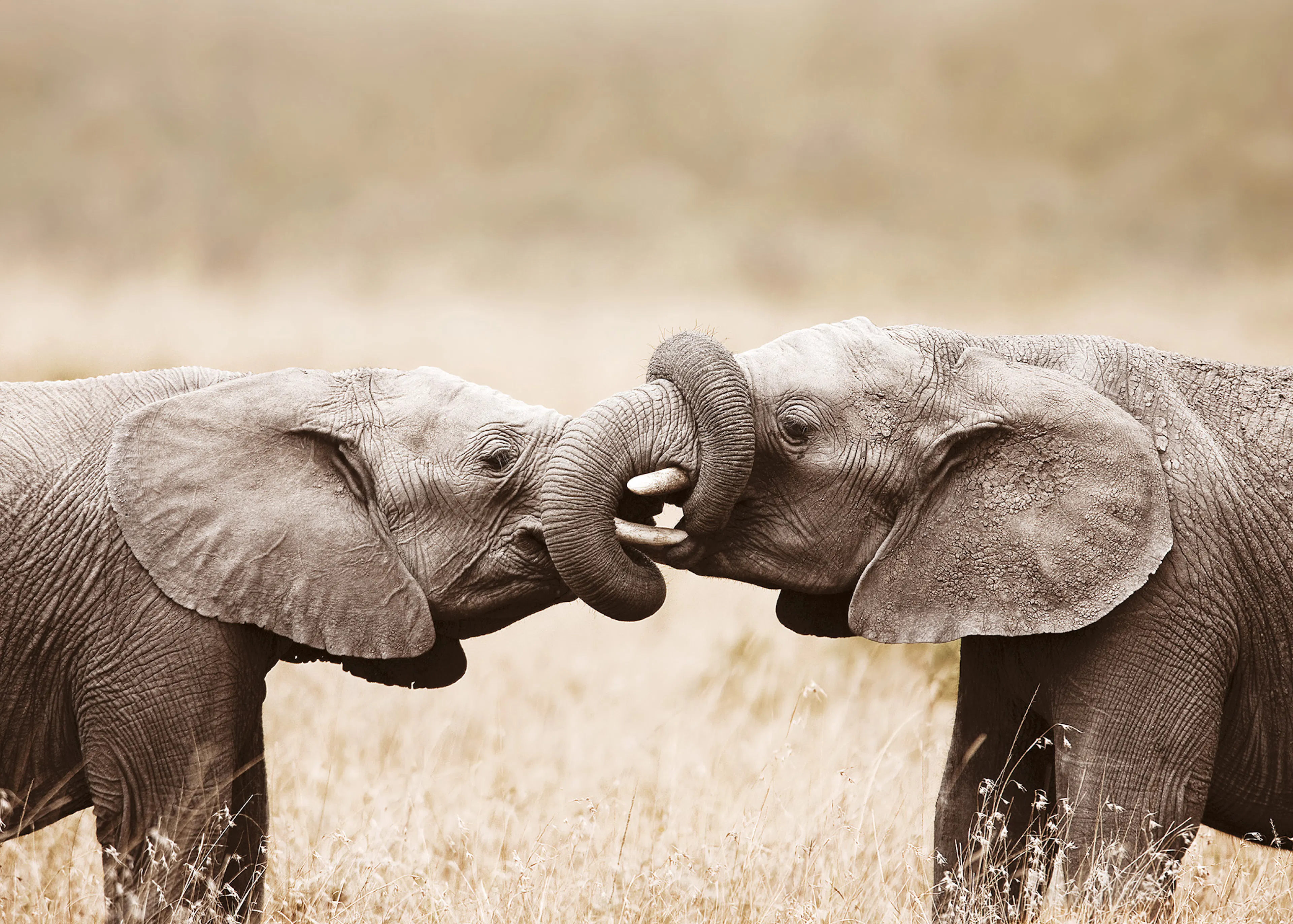 Spielender Elefant Poster 0