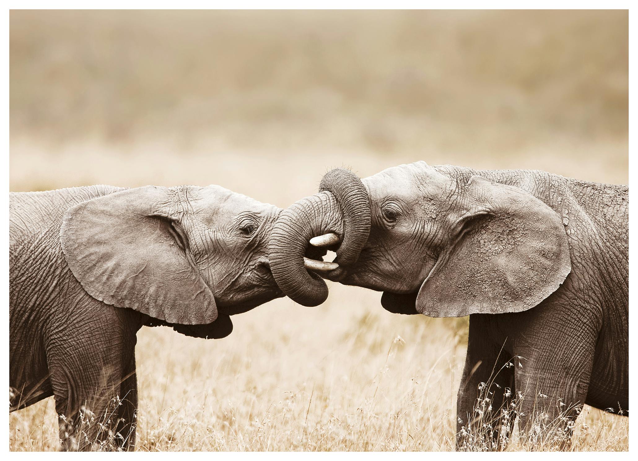 Elefante Giocoso Poster (13x18 cm) - Poster Store