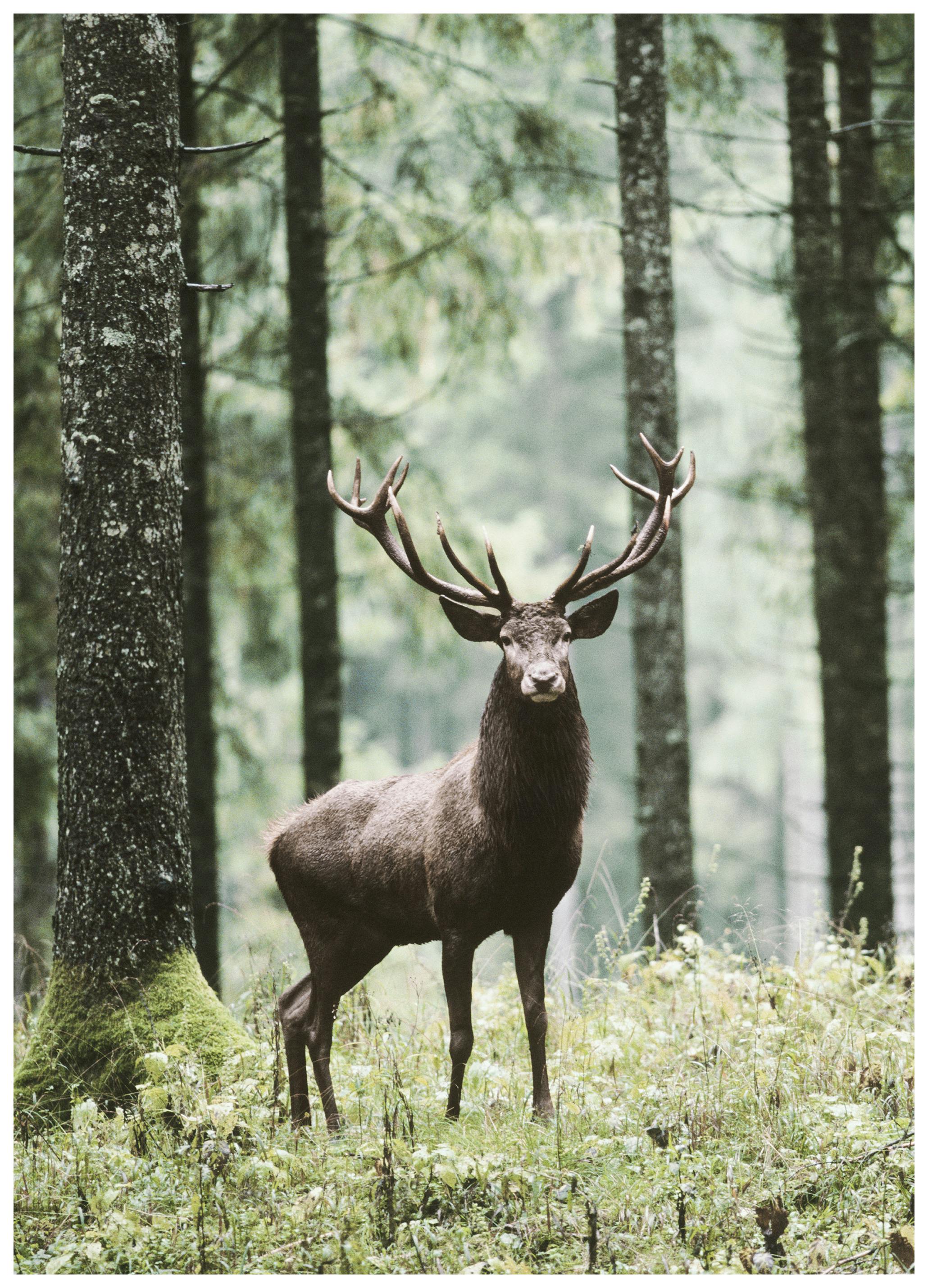Foresta dei Cervi Poster (50x70 cm) - Poster Store