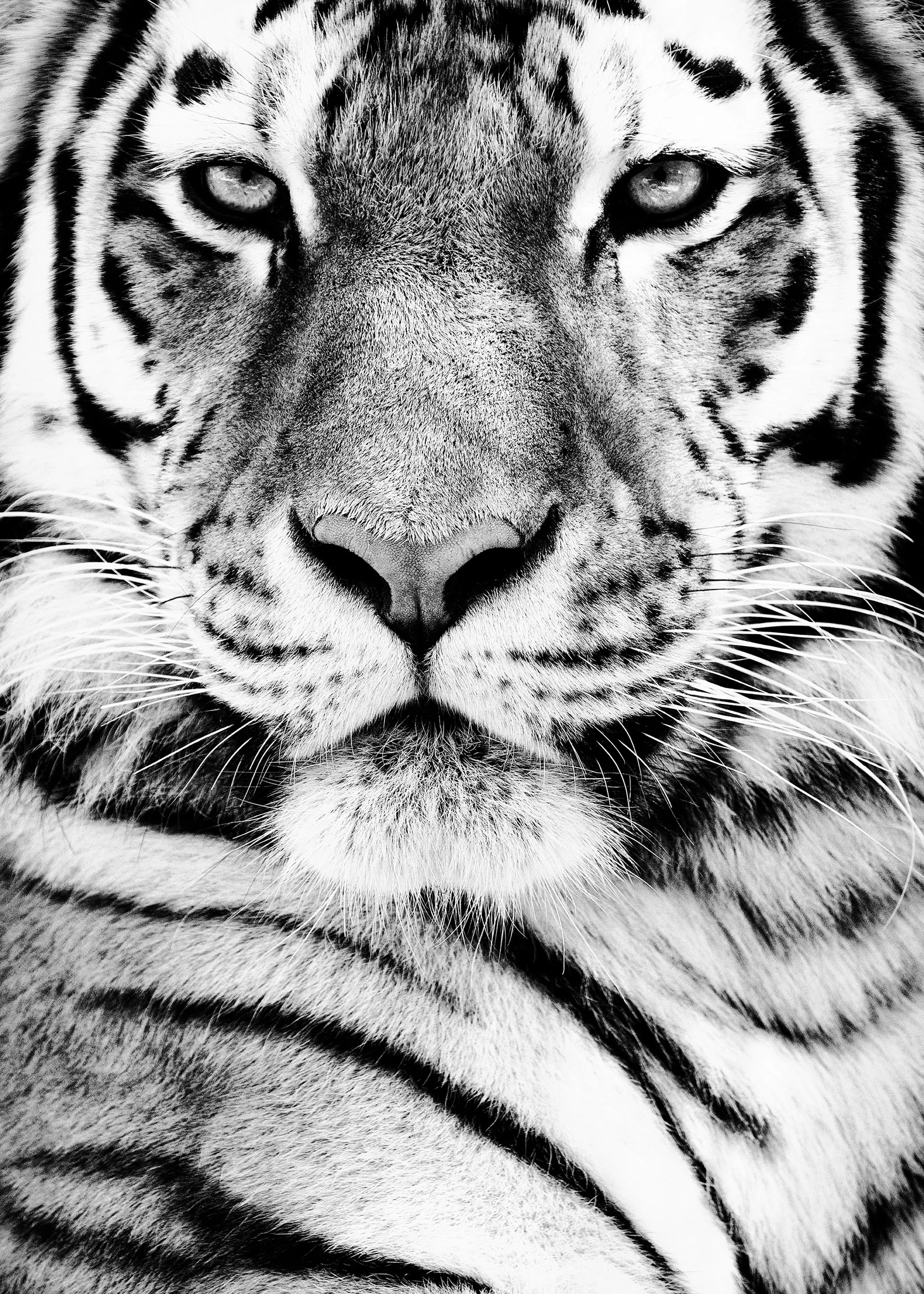 Tiger Face Poster 0