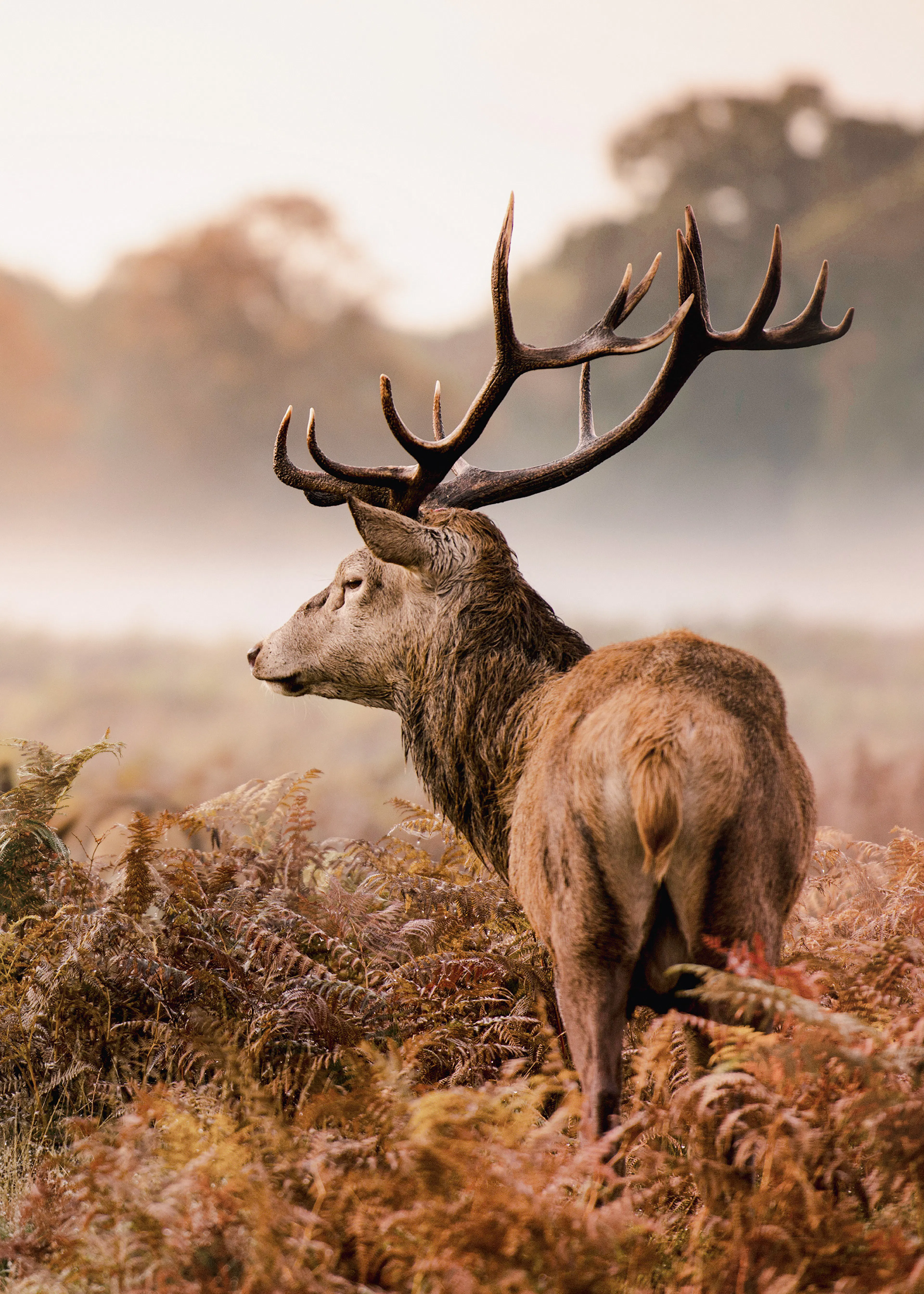 Deer Stag Wildlife Print 0
