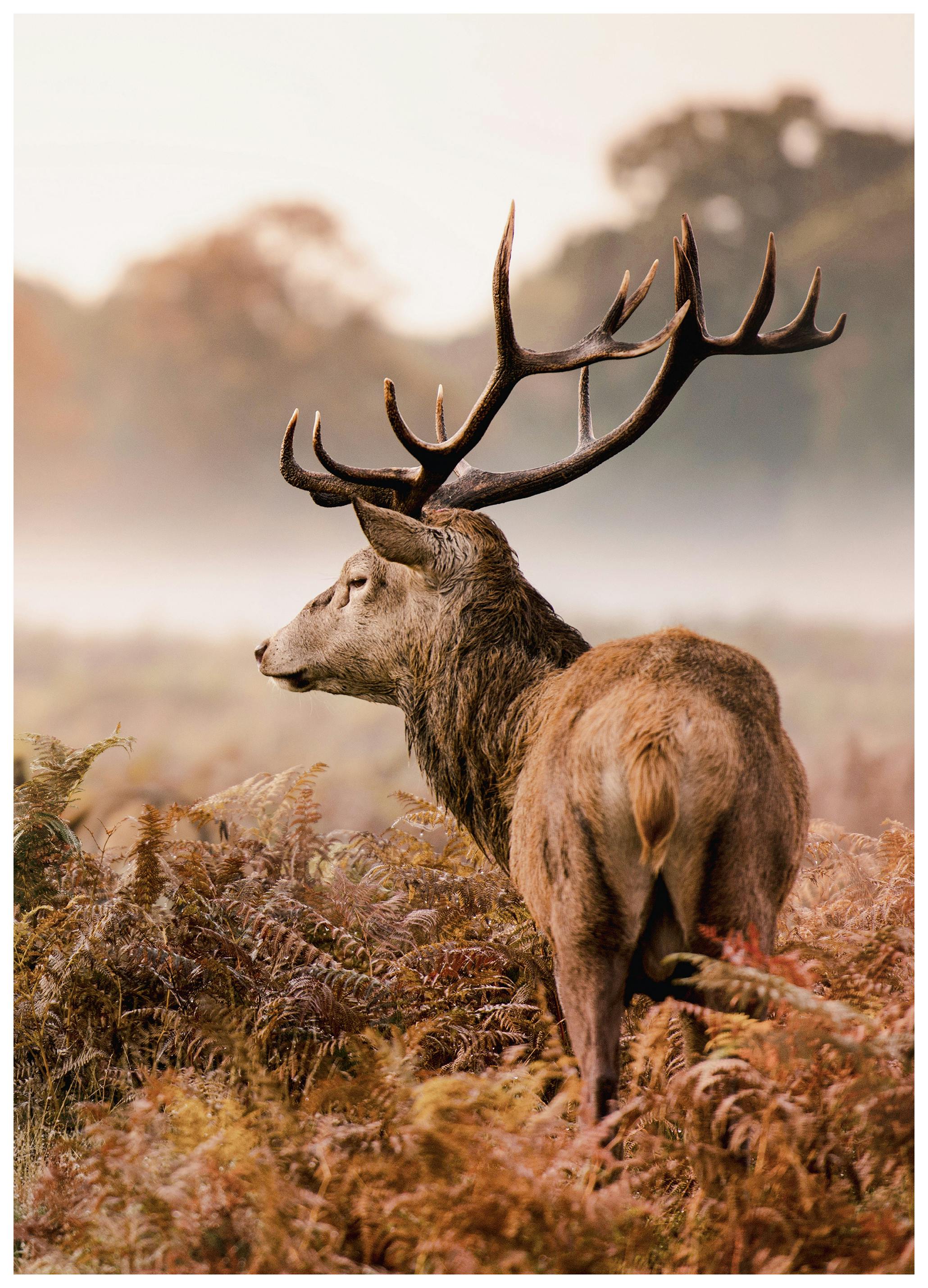 Cervo Selvatico Poster (70x100 cm) - Poster Store