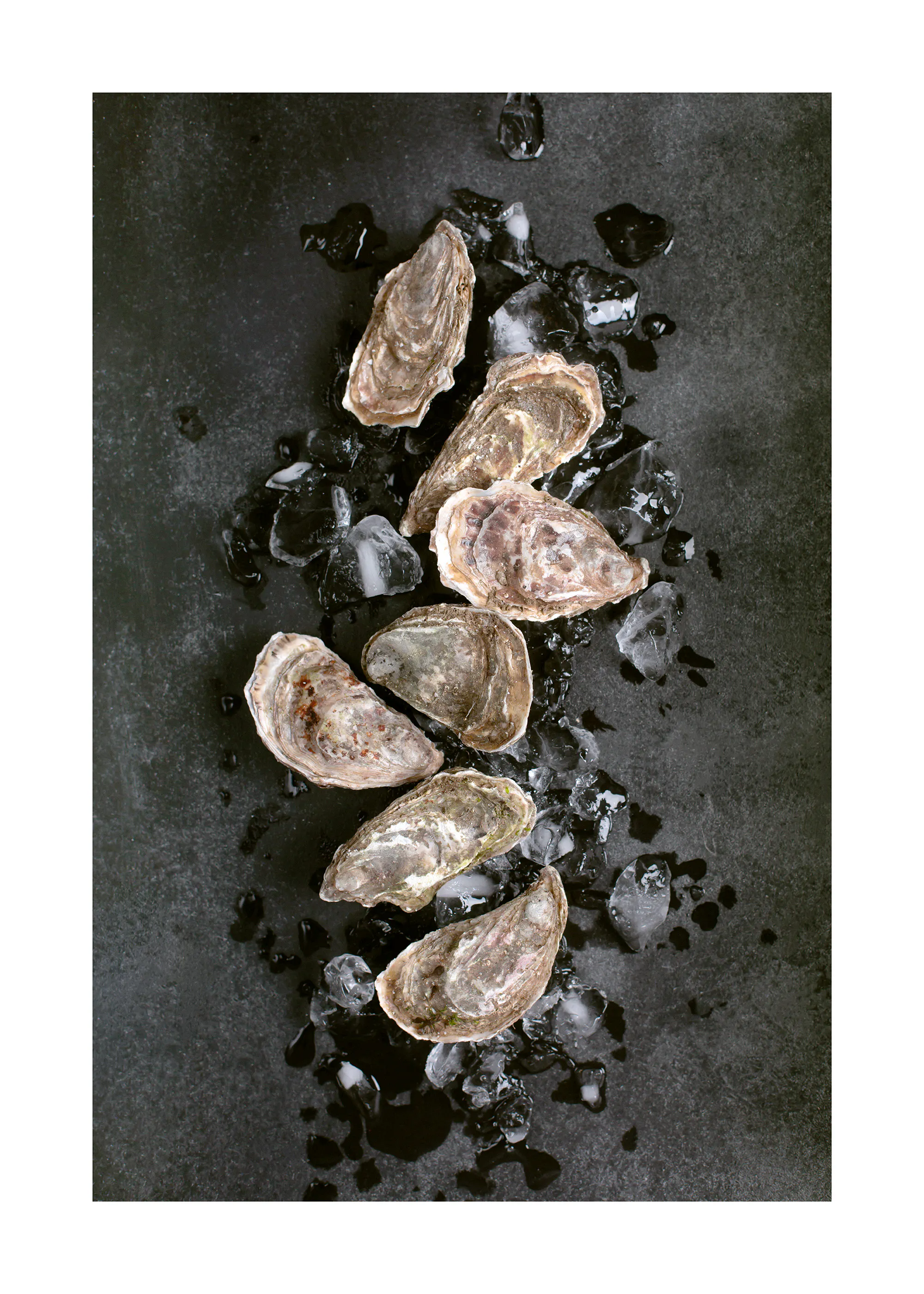 Fresh Oysters Poster 0