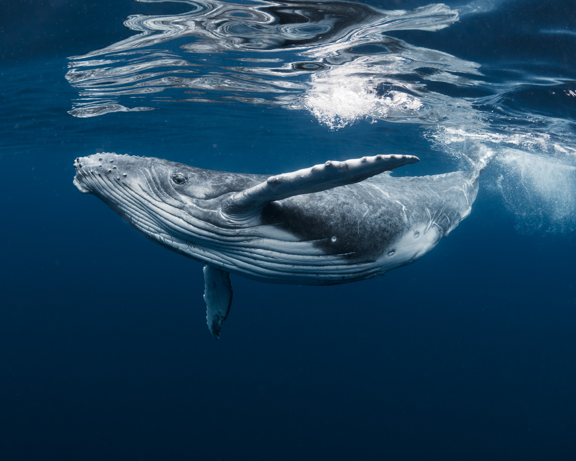 Humpback Whale Ocean Photography Poster | Poster Store AU