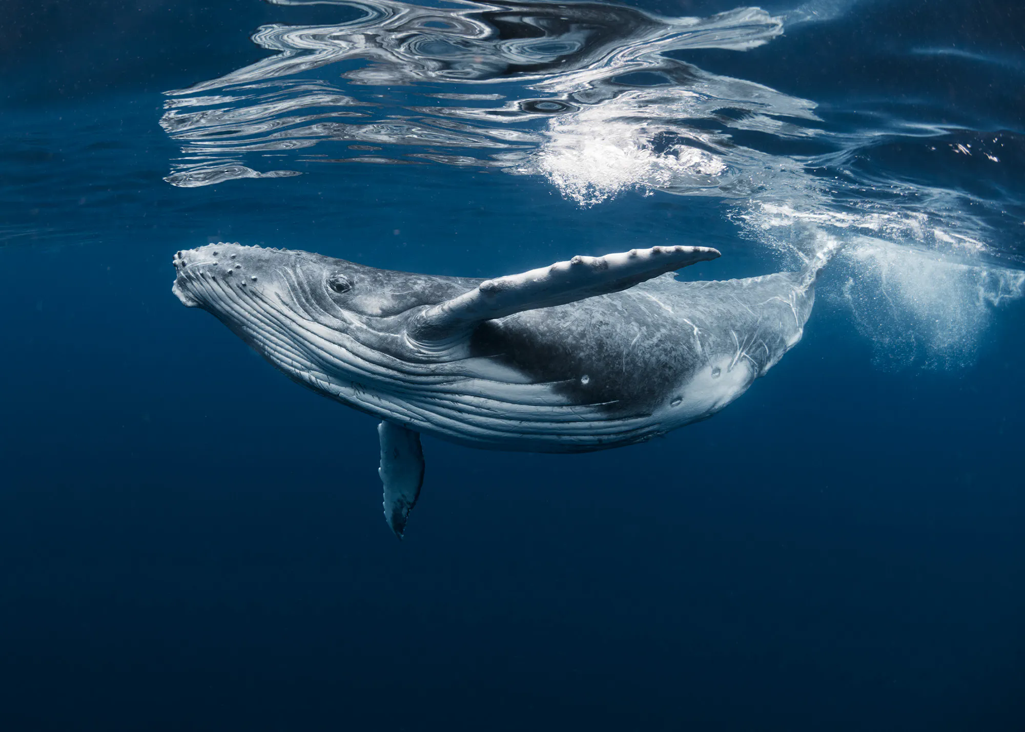 Humpback Whale Ocean Print 0