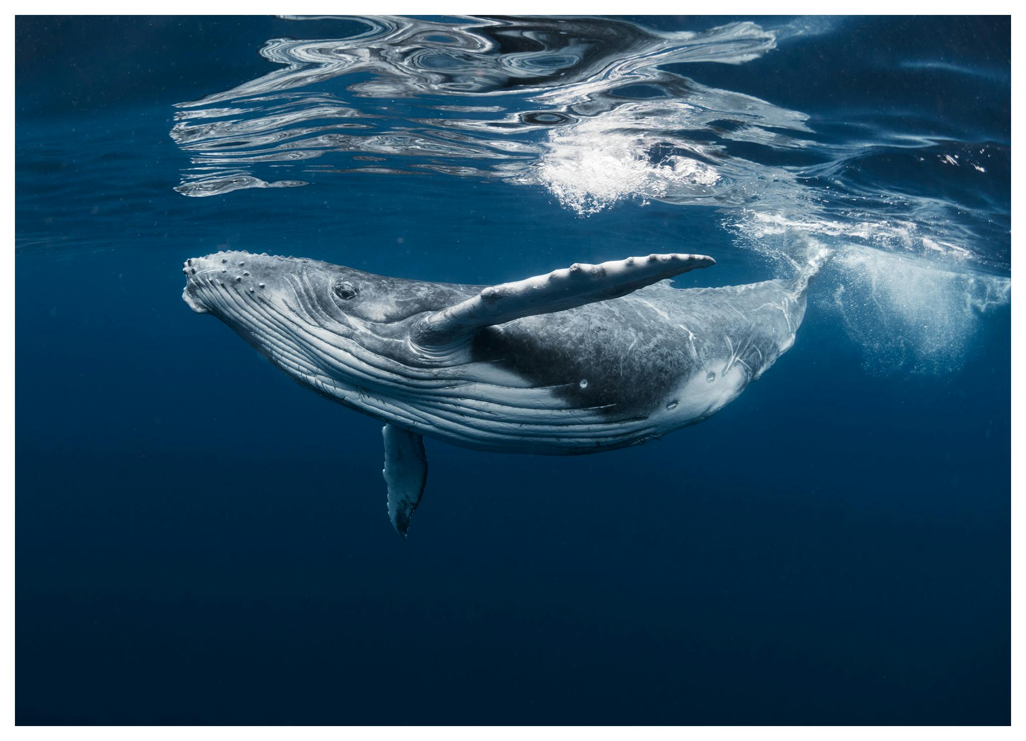 Humpback Whale Ocean Poster (70x100 cm) - Poster Store